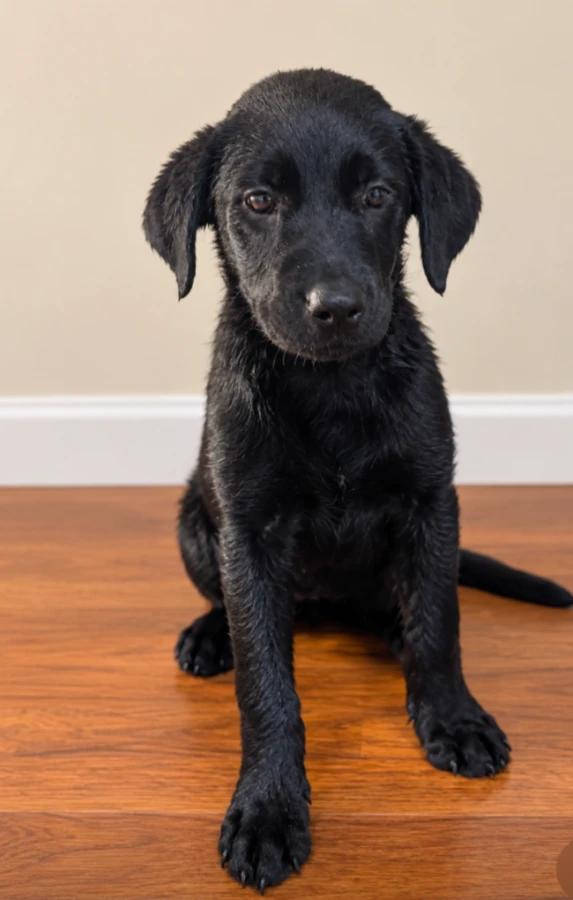 Maze, Adoptable, Puppy Female Black Labrador Retriever.