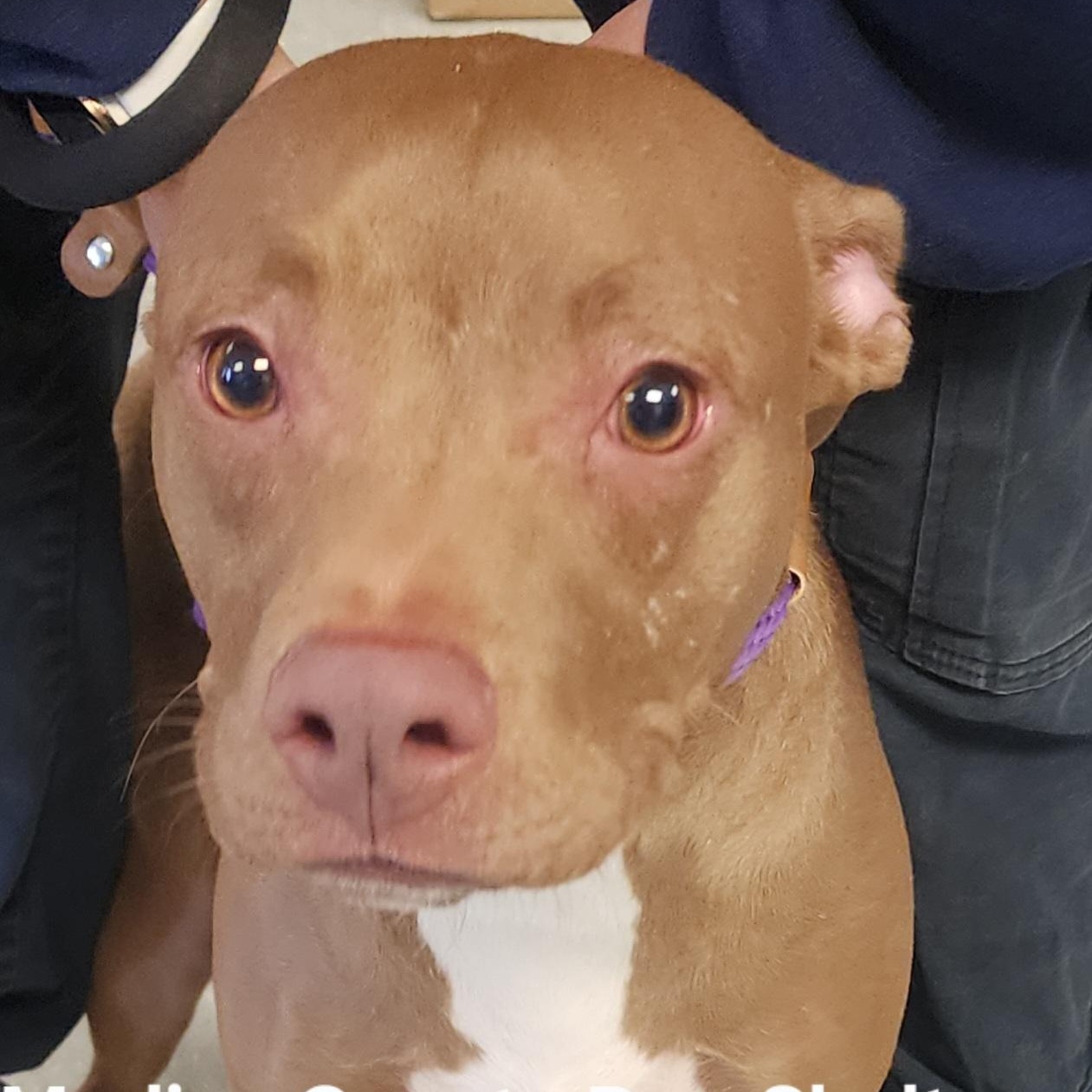 Olive, ADOPTABLE, Young Female Pit Bull Terrier.