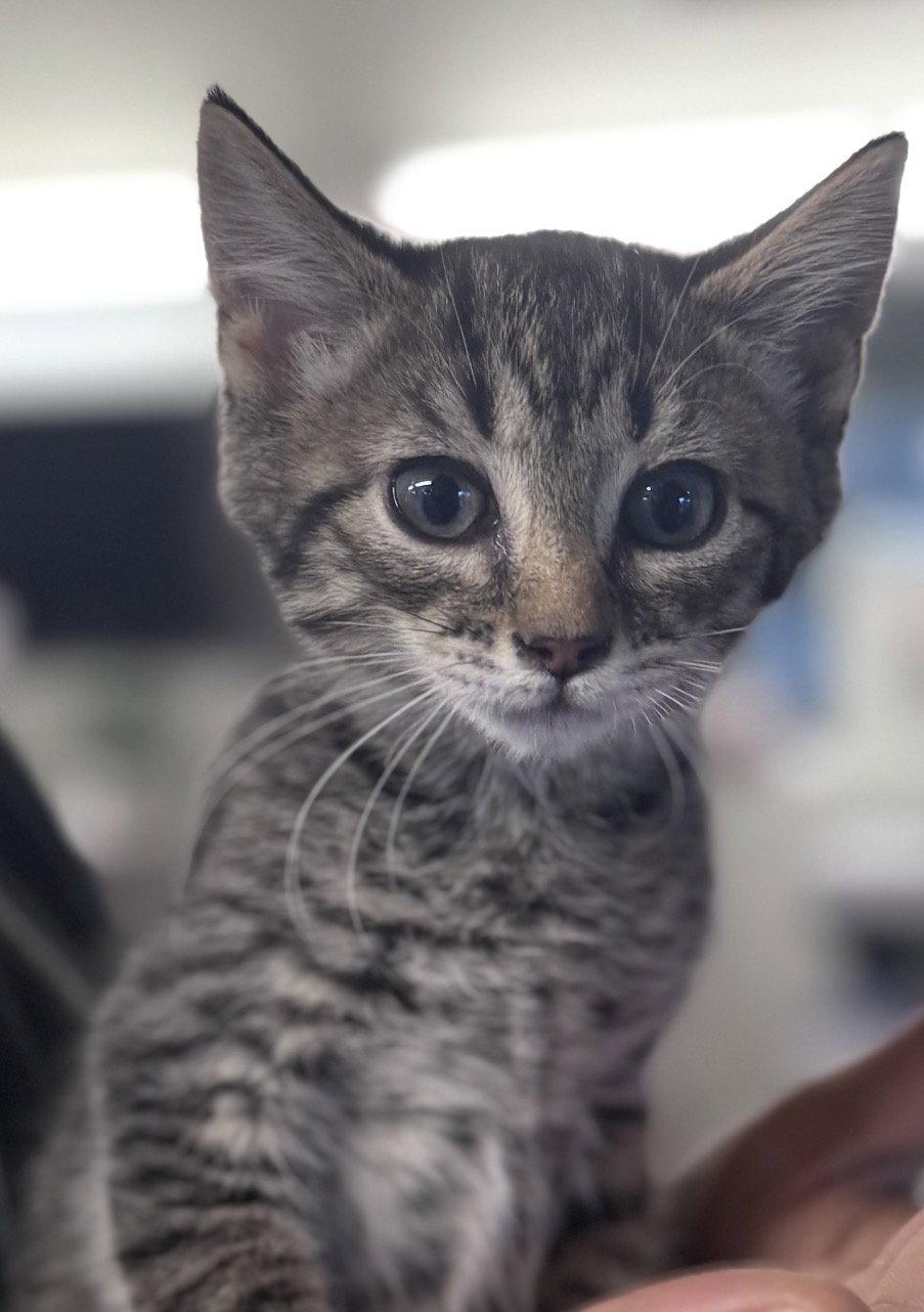 Millie, Adopted, Kitten Female Domestic Short Hair.