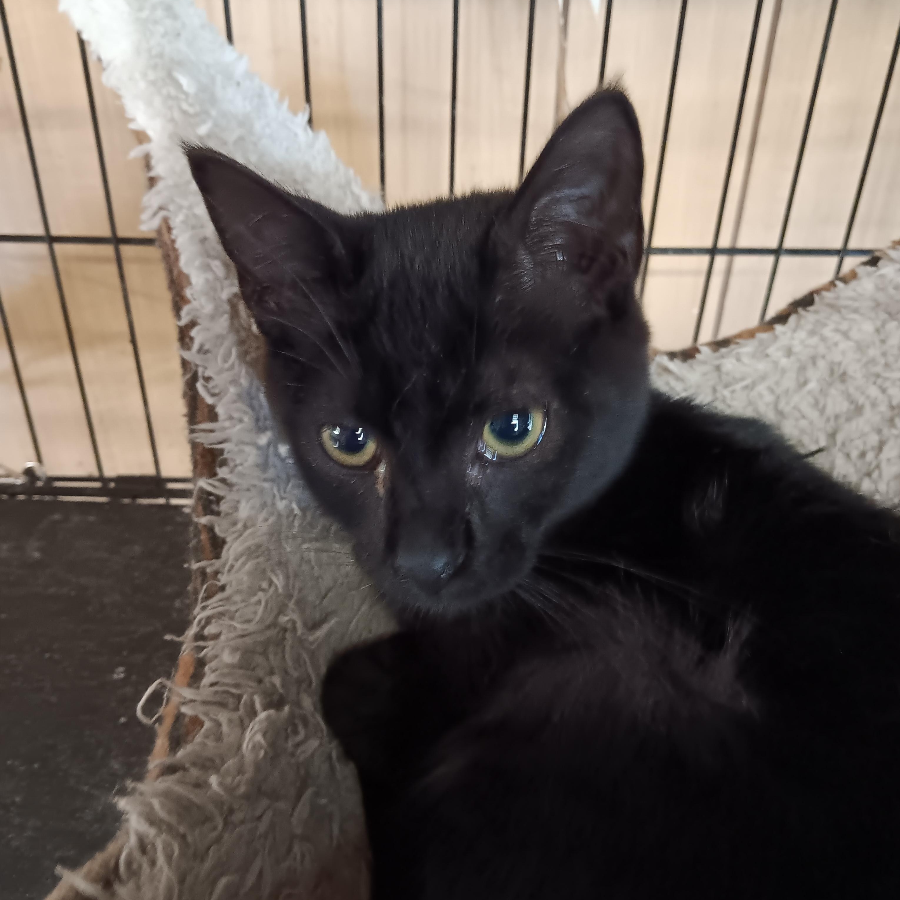 Pepper, ADOPTABLE, Kitten Male Domestic Short Hair.