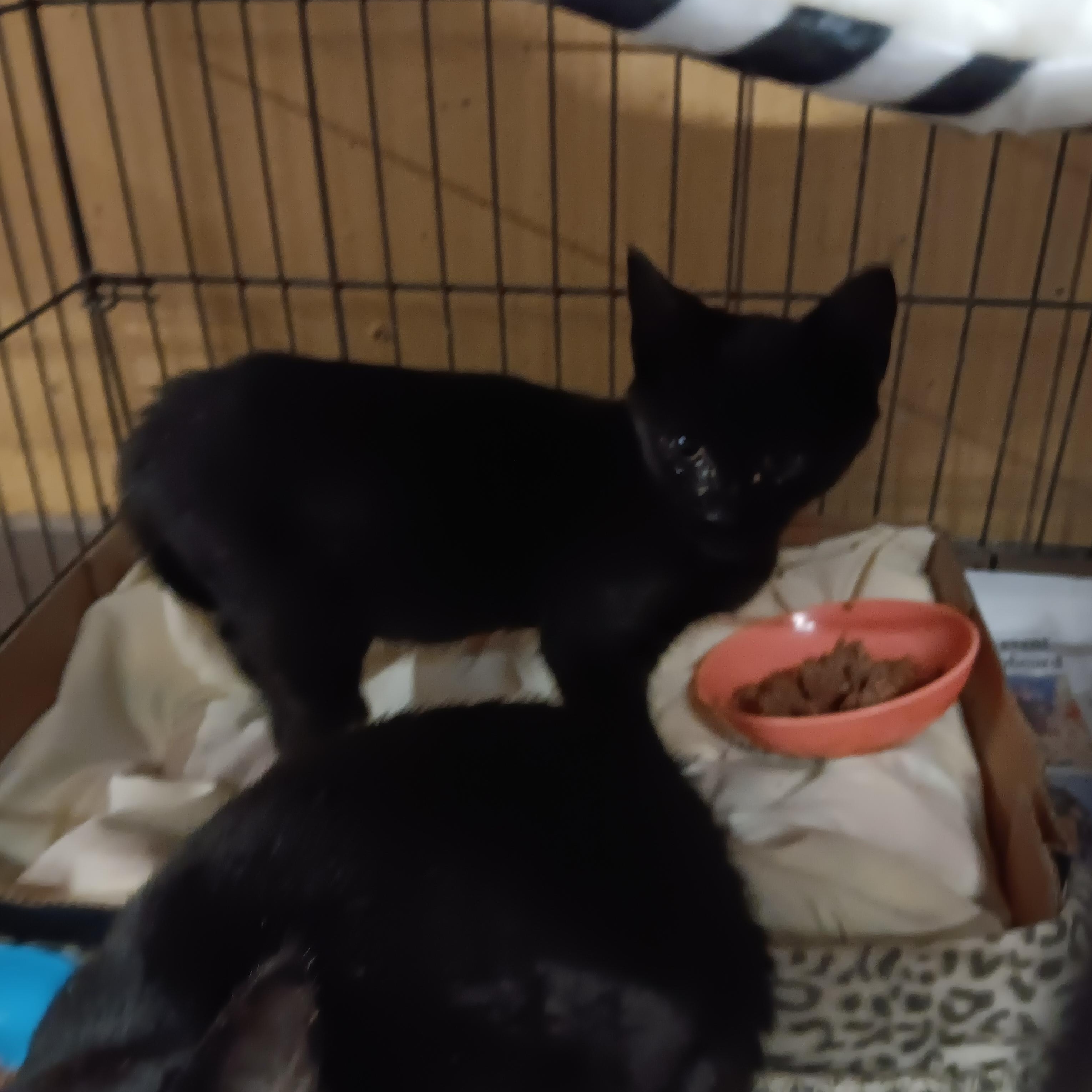 Enlarge Pepper, a ADOPTABLE Domestic Short Hair in Blairsville, GA image 1/1