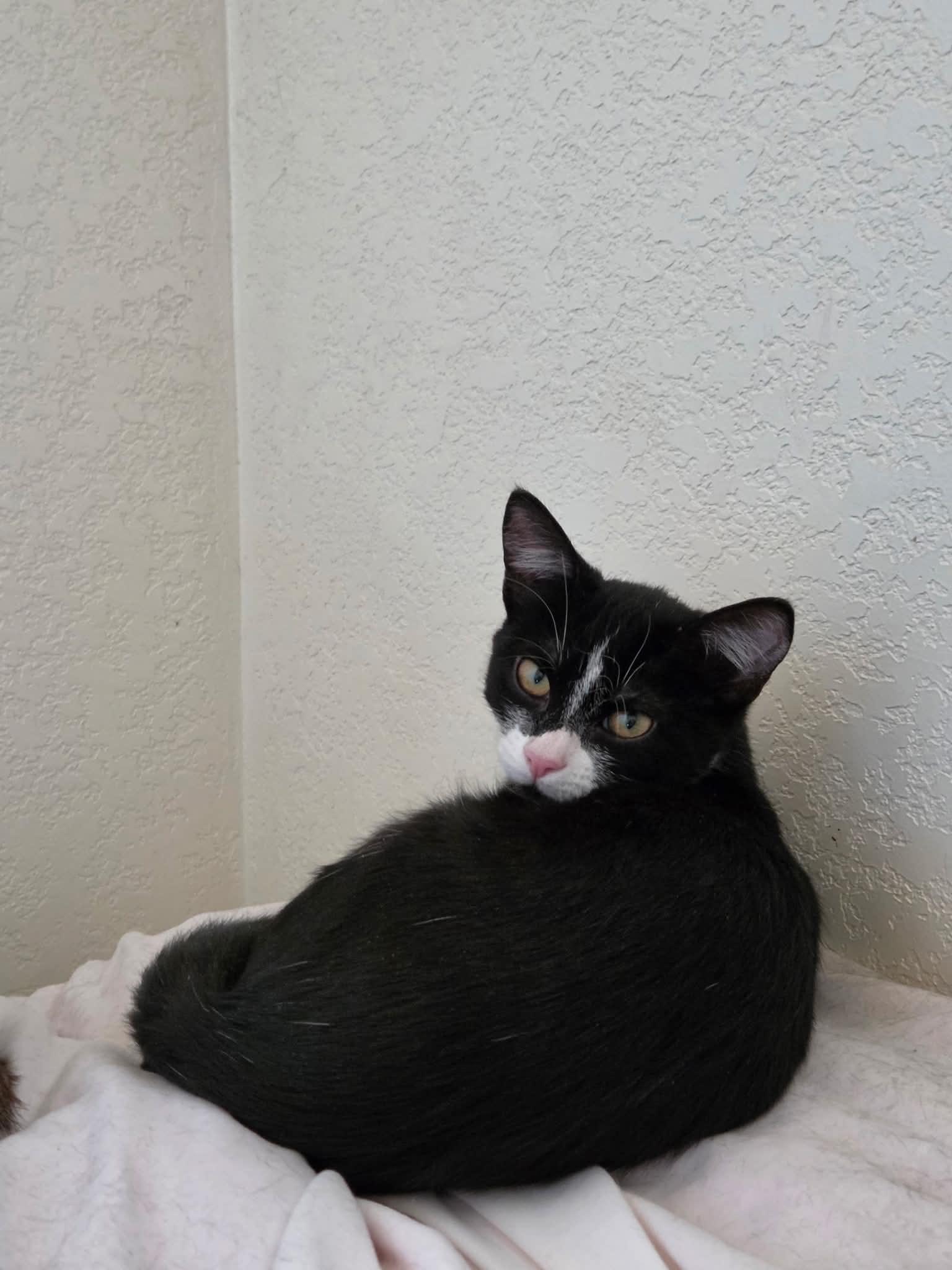 Enlarge Sierra, a Adoptable Domestic Short Hair in Tehachapi, CA image 4/6