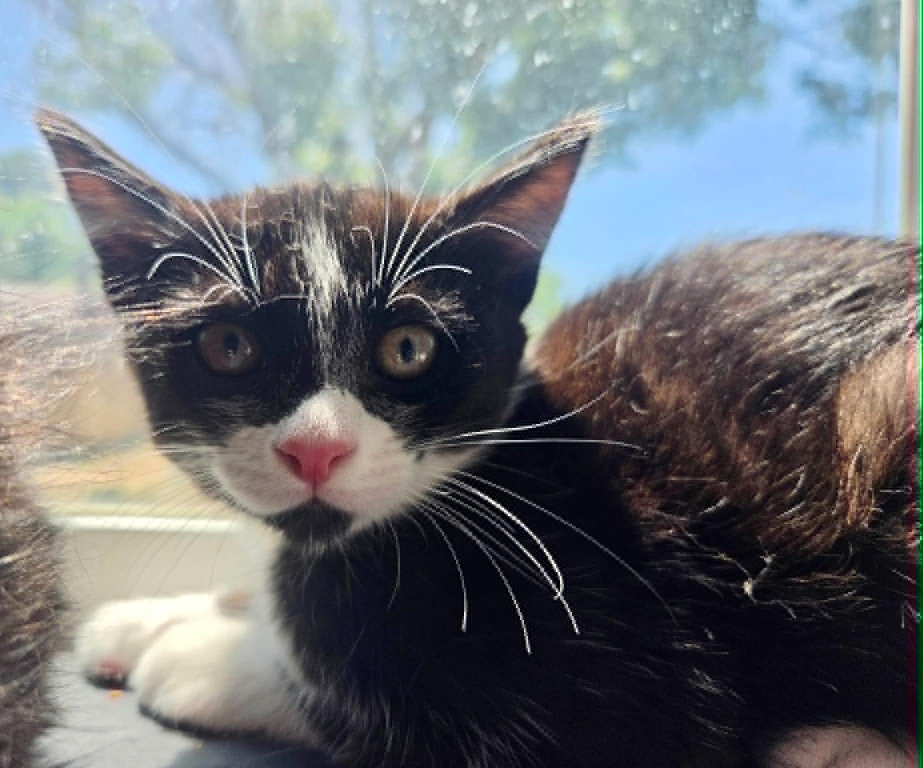 Enlarge Sierra, a Adoptable Domestic Short Hair in Tehachapi, CA image 3/6