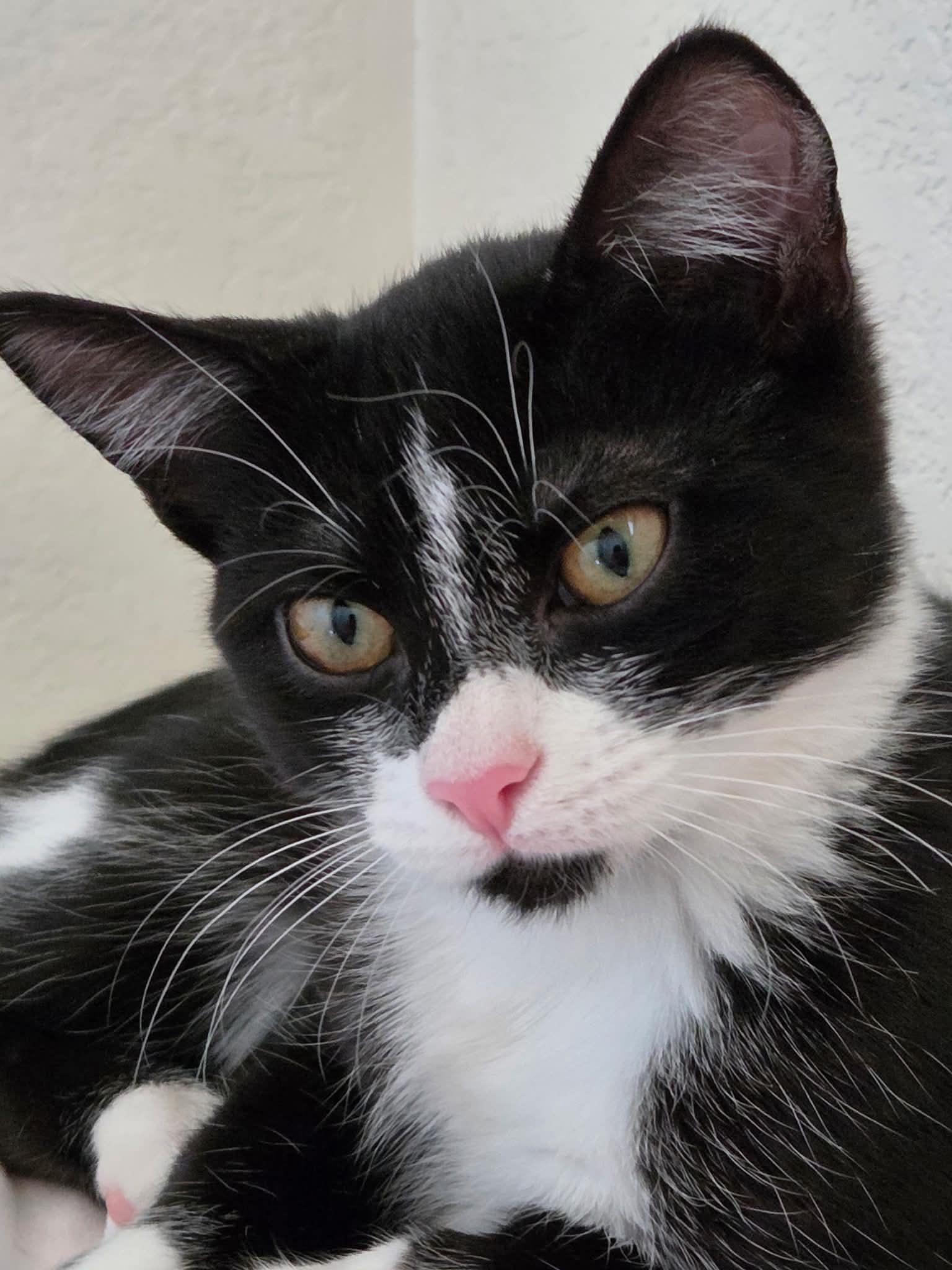 Enlarge Sierra, a Adoptable Domestic Short Hair in Tehachapi, CA image 1/6