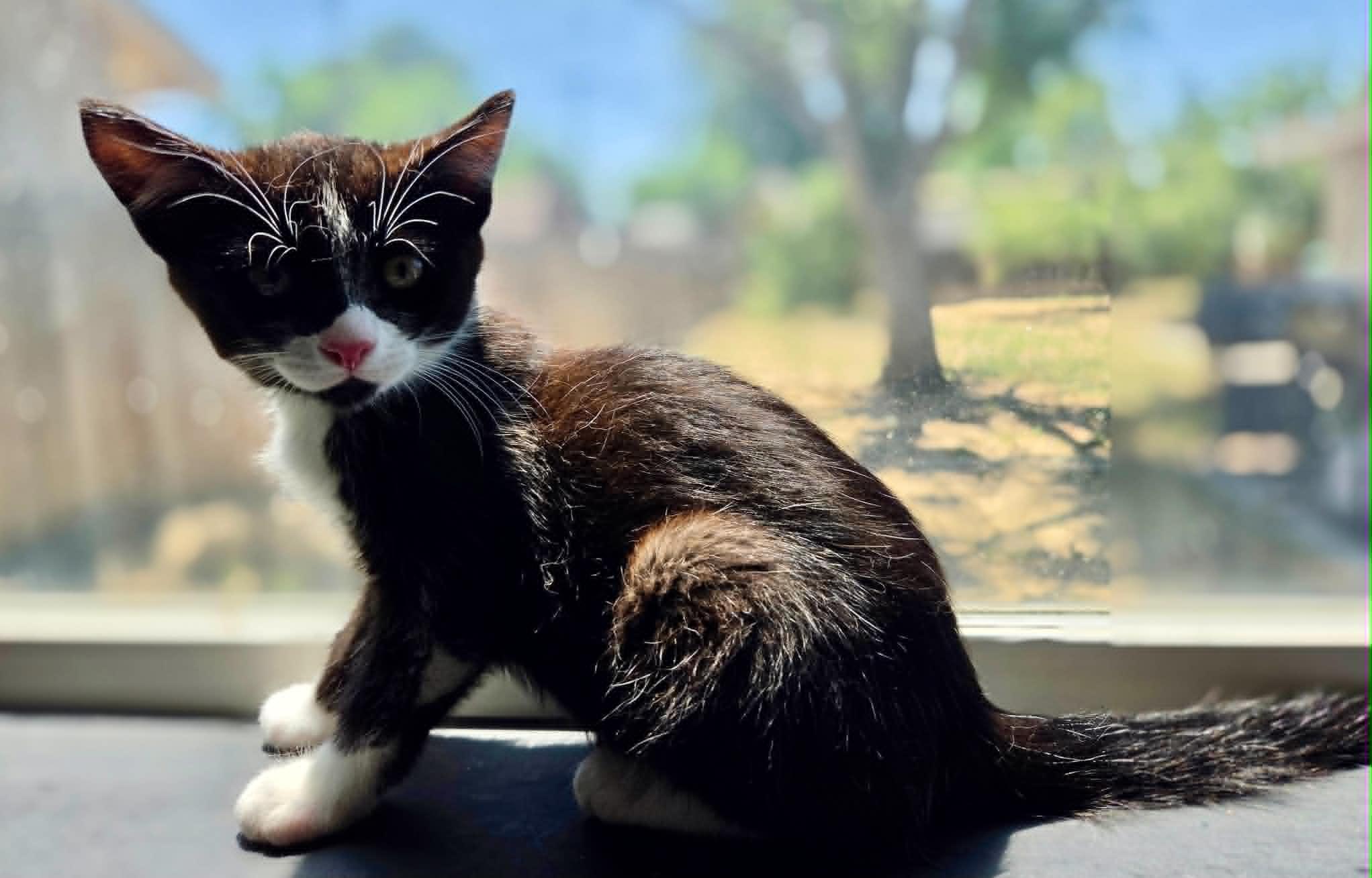 Enlarge Sierra, a Adoptable Domestic Short Hair in Tehachapi, CA image 5/6