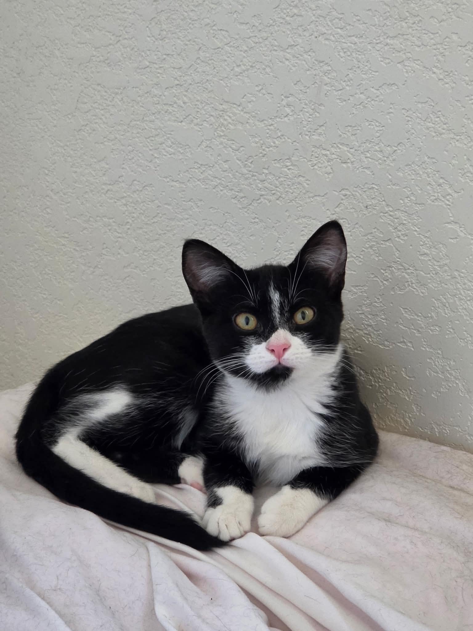 Enlarge Sierra, a Adoptable Domestic Short Hair in Tehachapi, CA image 2/6