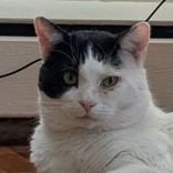 Slurms MacKenzie, ADOPTABLE, Adult Male Domestic Short Hair.