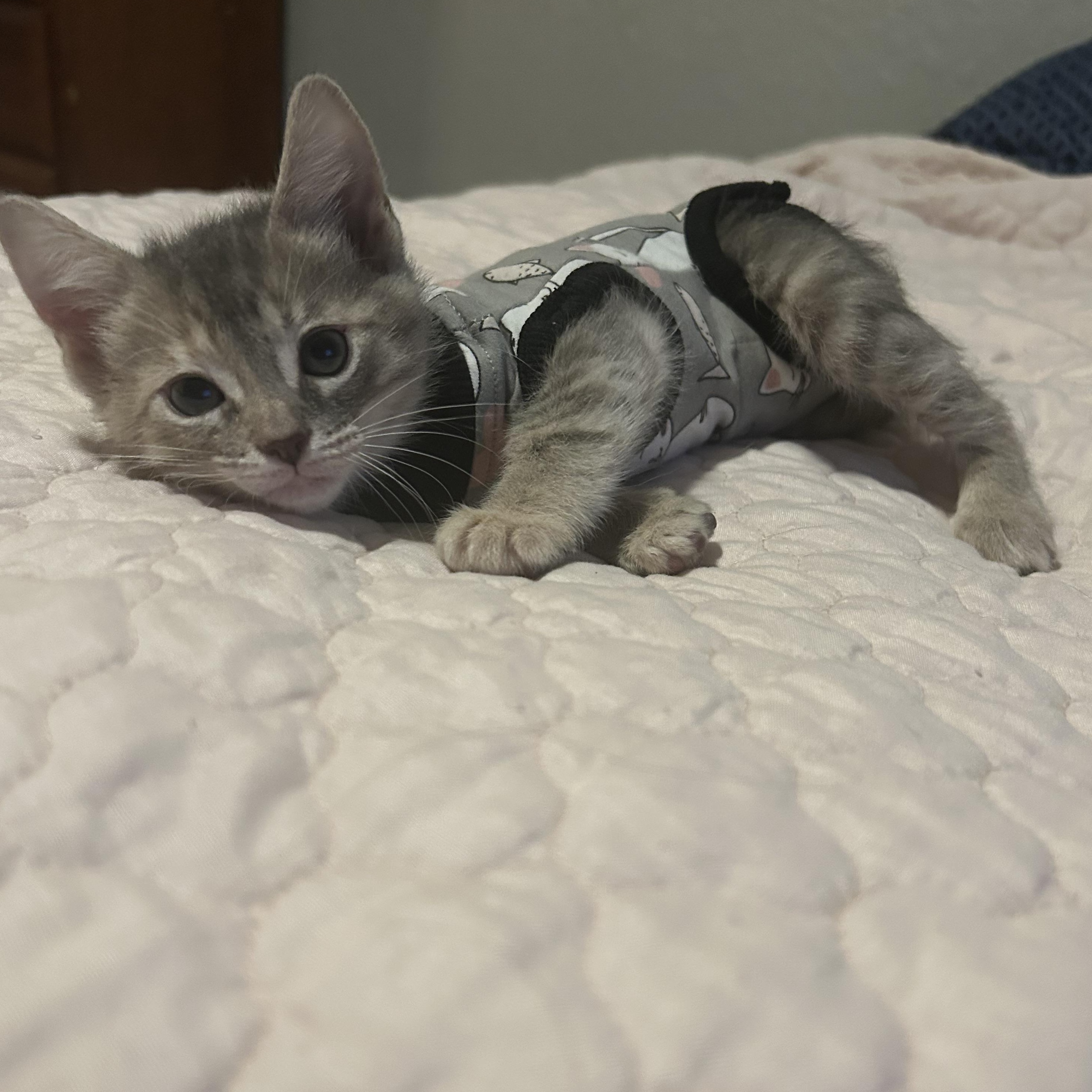 Curie, a ADOPTABLE Domestic Short Hair in Tulsa, OK image 4/6