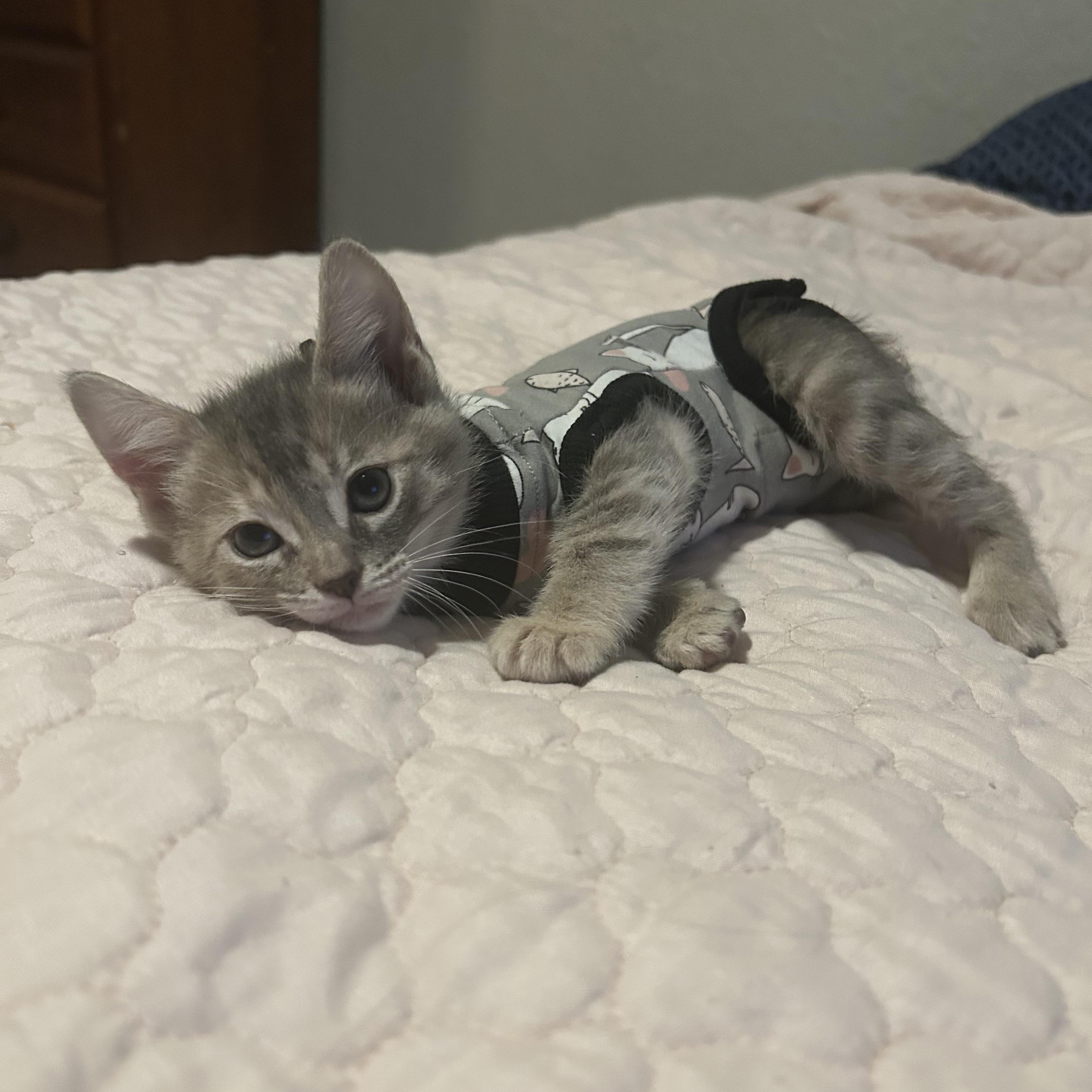 Curie, a ADOPTABLE Domestic Short Hair in Tulsa, OK image 3/6