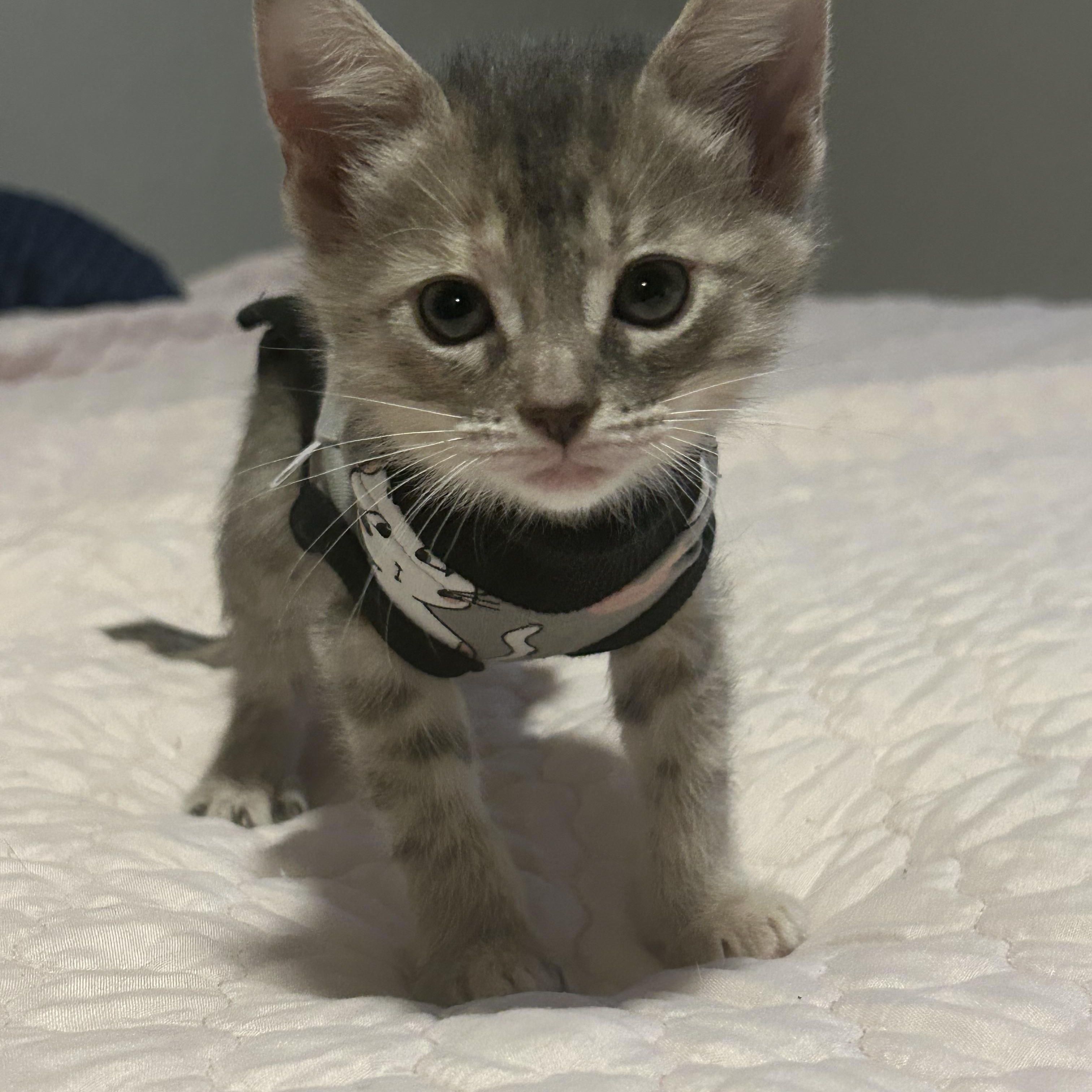 Curie, a ADOPTABLE Domestic Short Hair in Tulsa, OK image 1/6