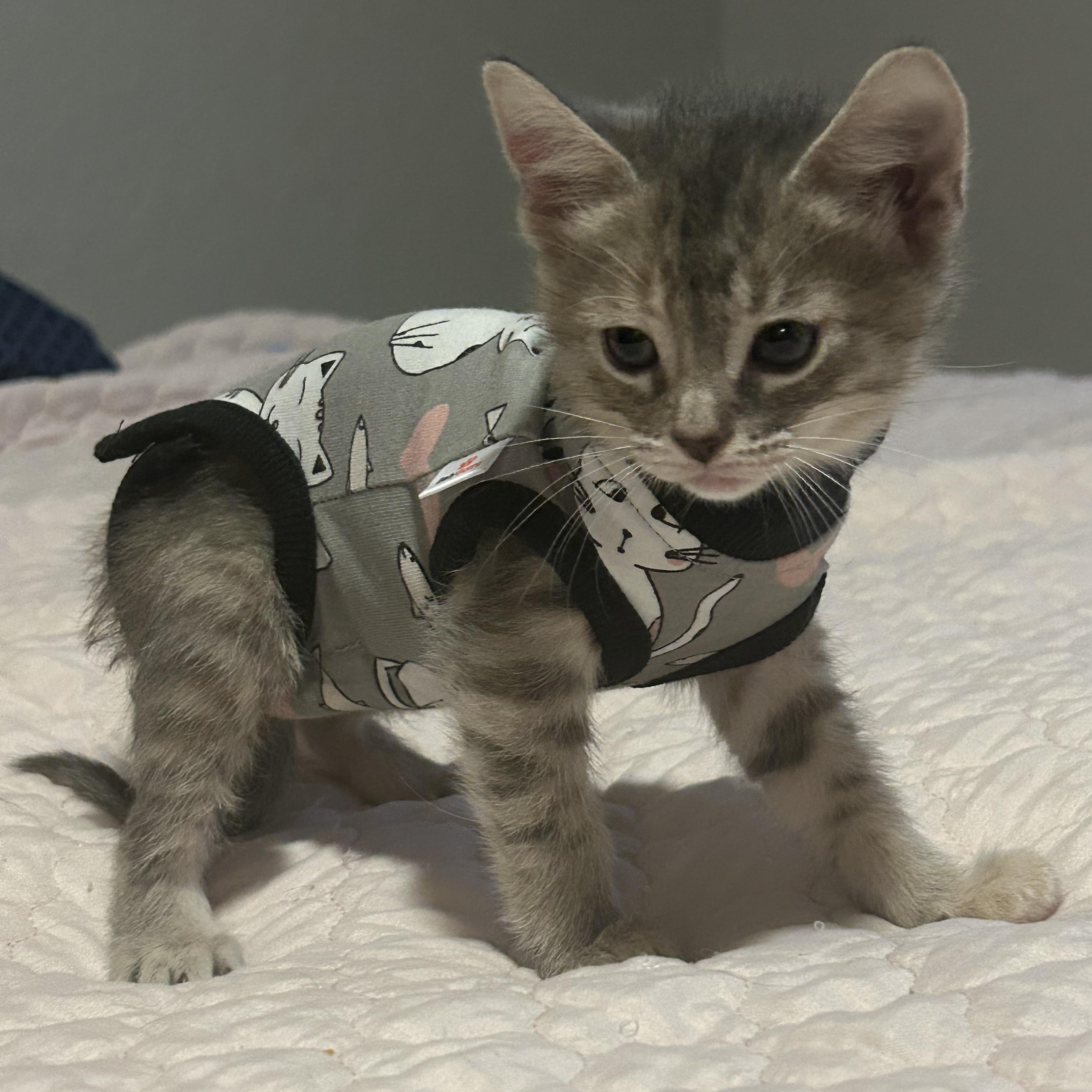 Curie, a ADOPTABLE Domestic Short Hair in Tulsa, OK image 6/6