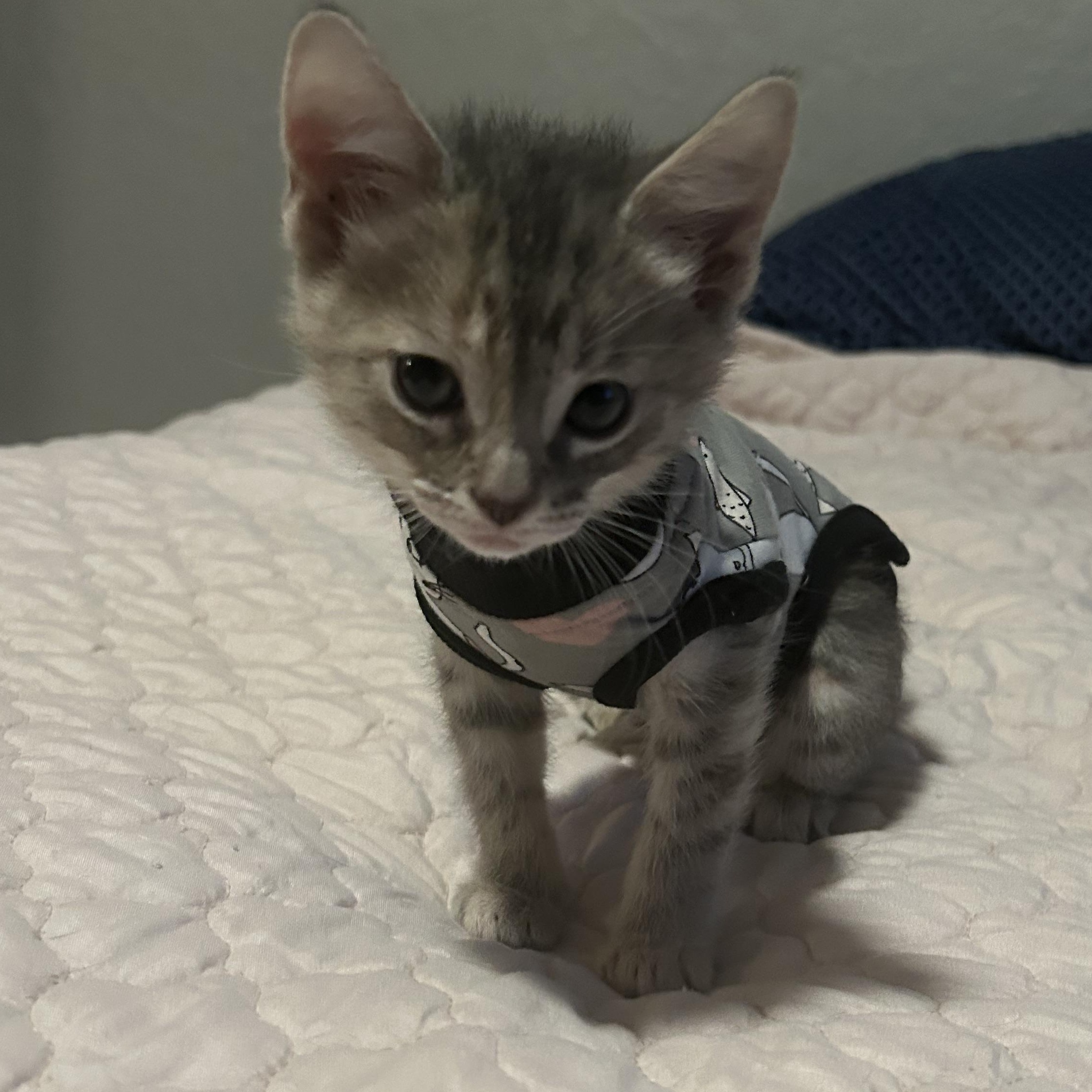 Curie, a ADOPTABLE Domestic Short Hair in Tulsa, OK image 5/6