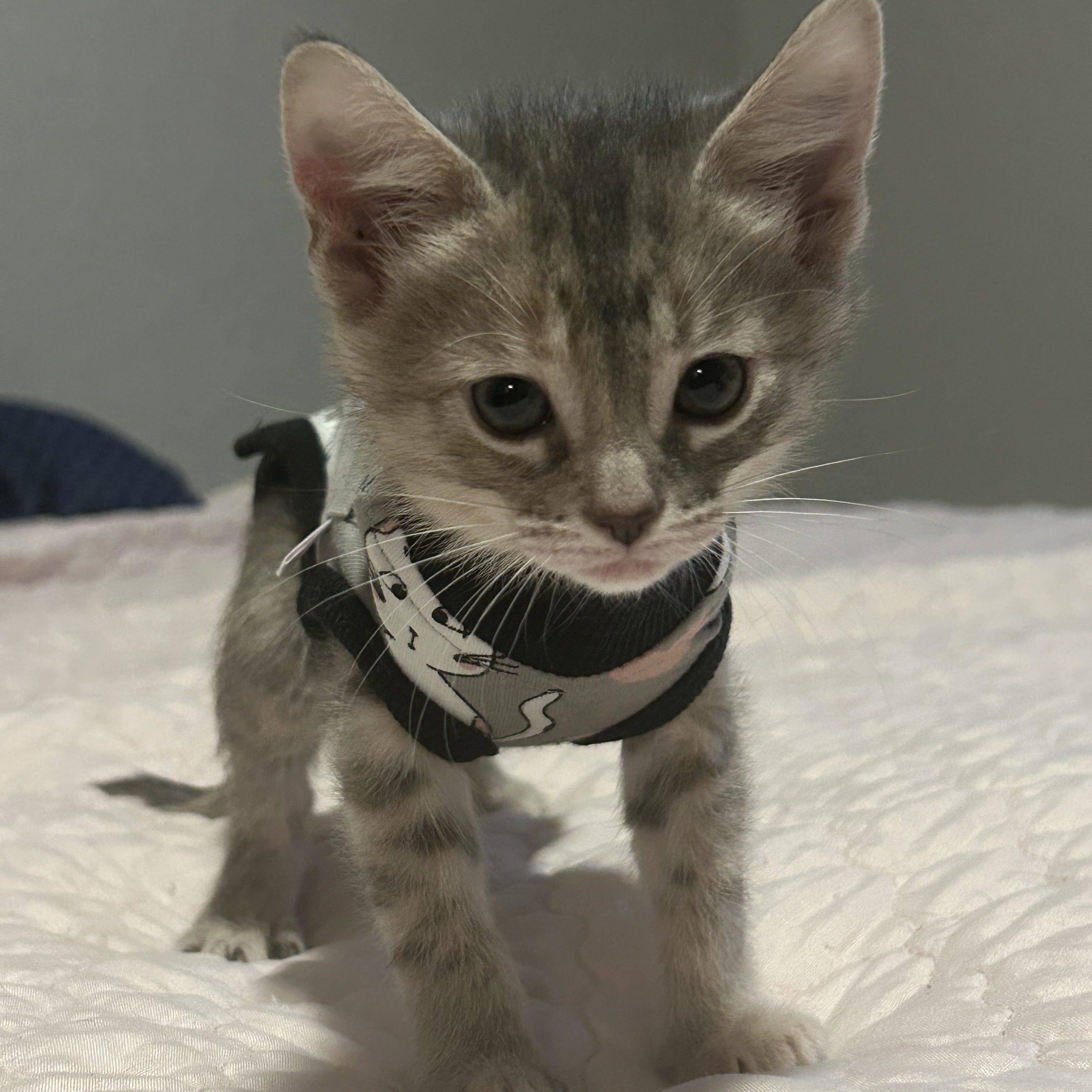Curie, a ADOPTABLE Domestic Short Hair in Tulsa, OK image 2/6