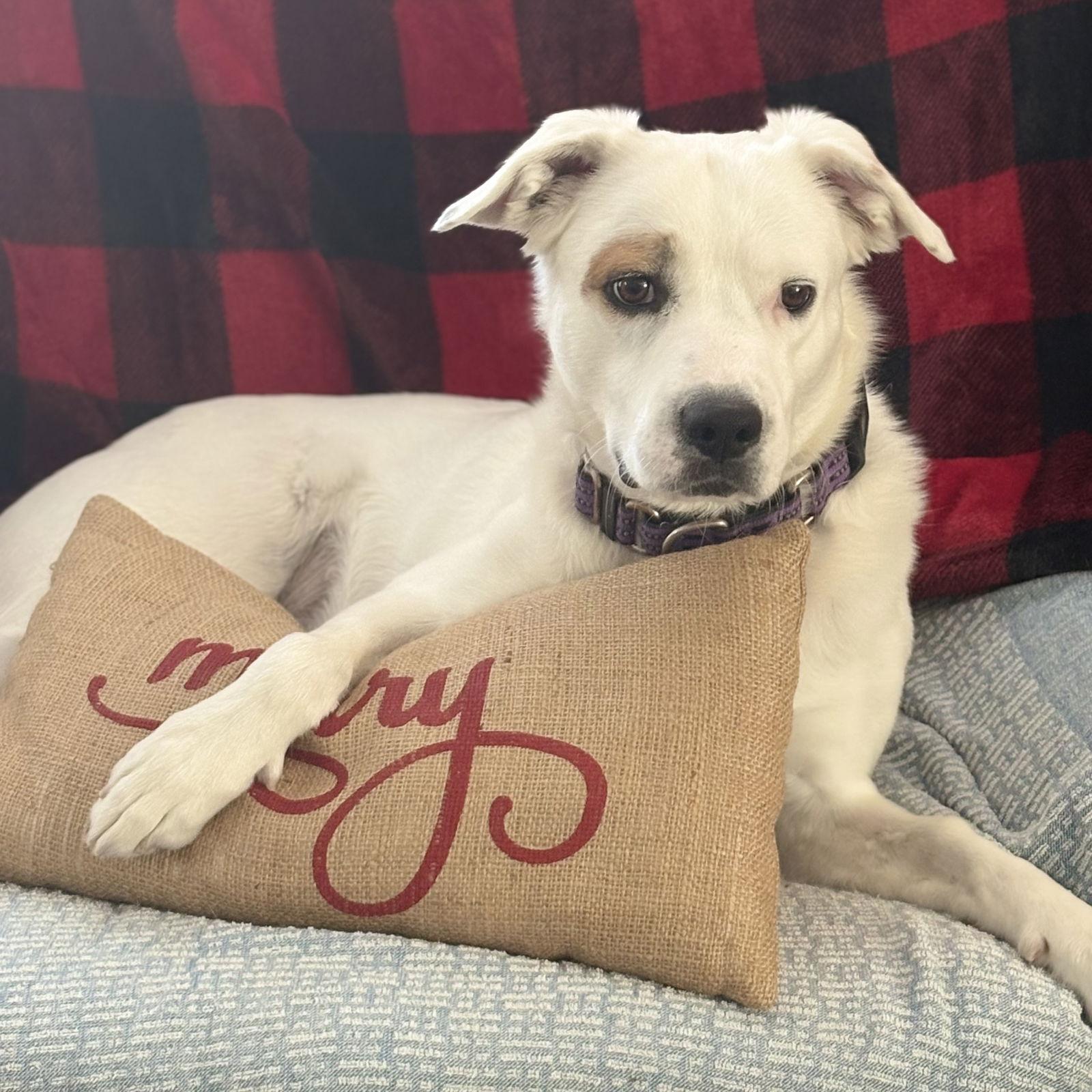 Enlarge LEXI, a Adoptable mixed breed in Chandler, AZ image 1/3