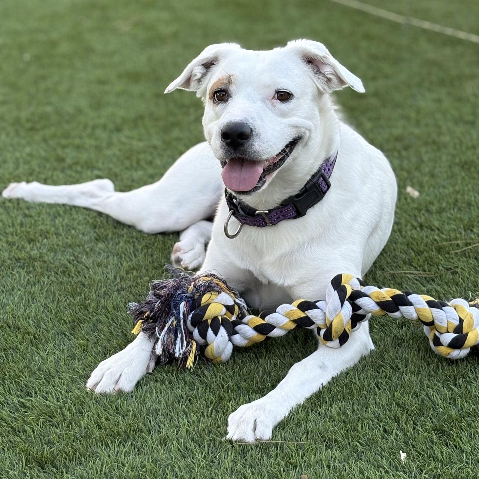 LEXI, Adoptable, Young Female American Staffordshire Terrier & Boxer.