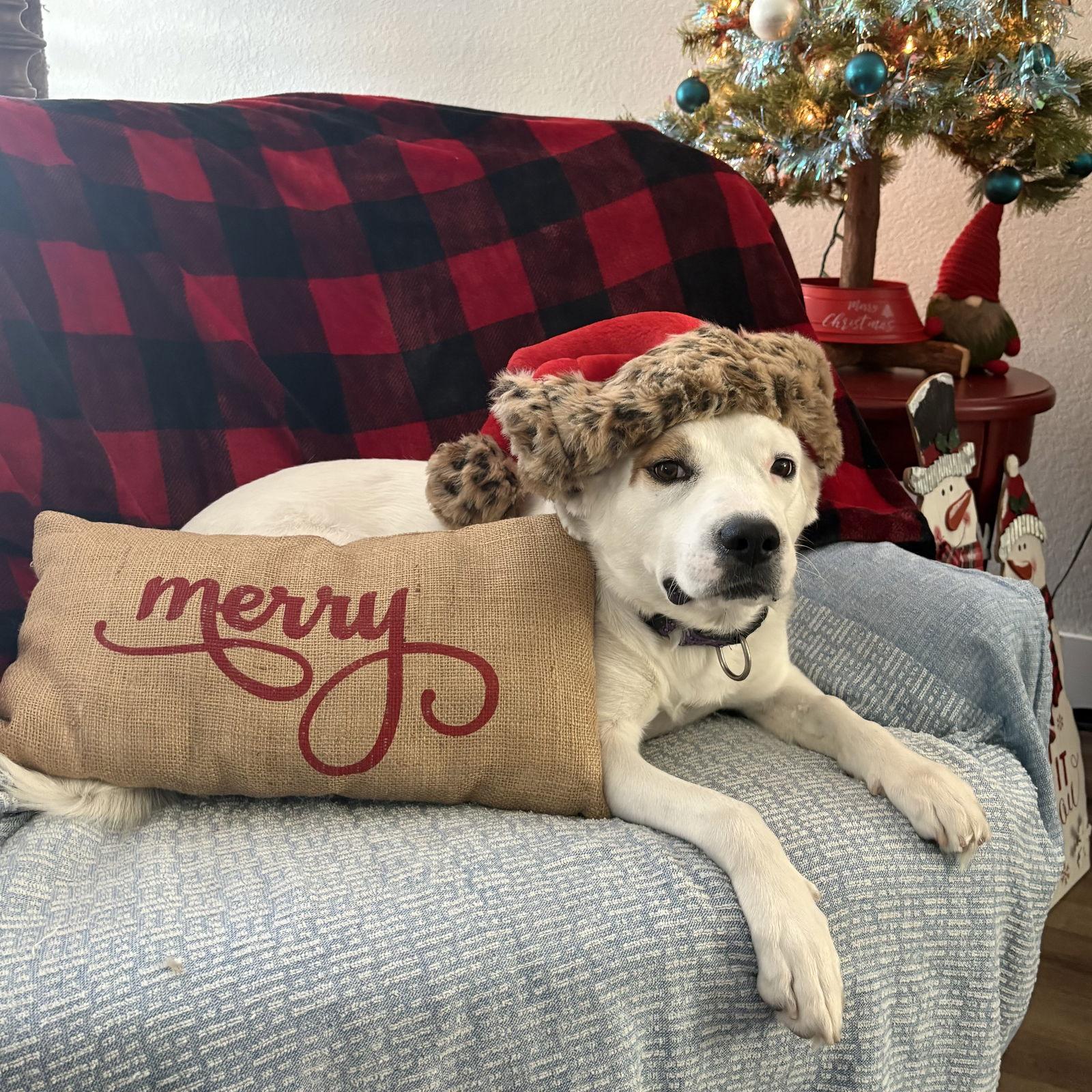 Enlarge LEXI, a Adoptable mixed breed in Chandler, AZ image 3/3