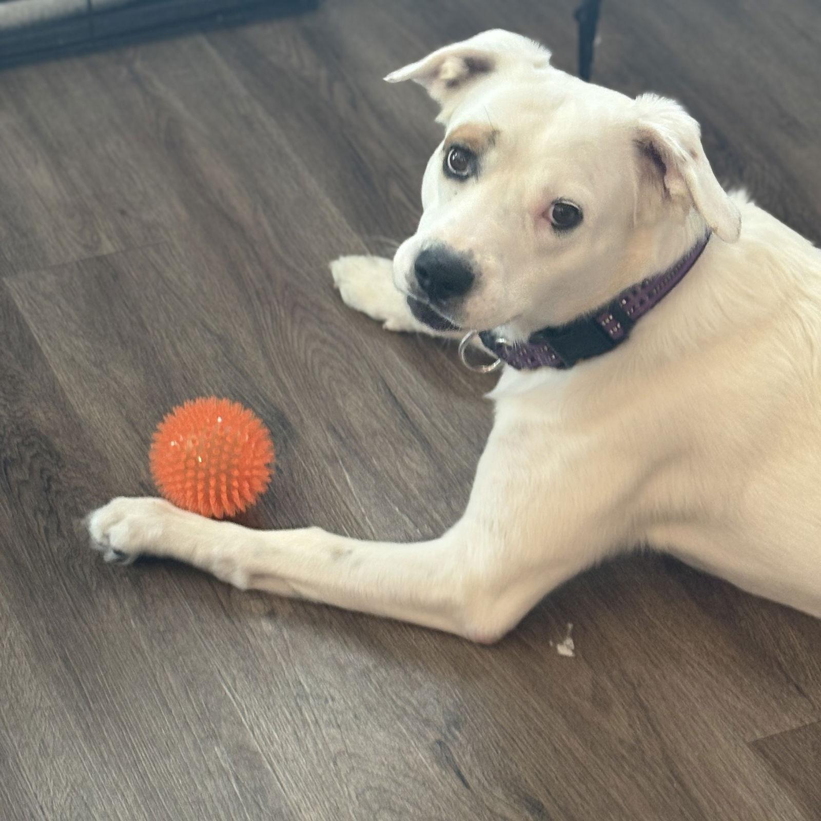 LEXI, a Adoptable mixed breed in Chandler, AZ image 2/3