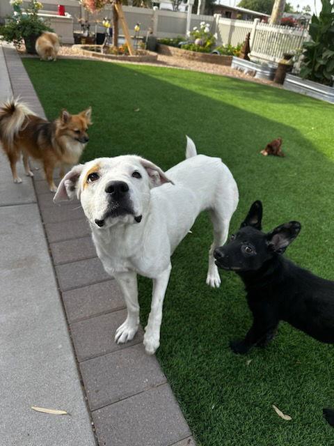 LEXI, a Adoptable mixed breed in Chandler, AZ image 3/3