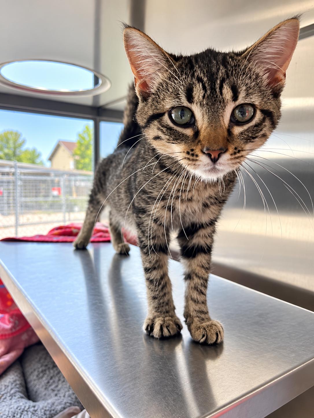 U-Turn, Adopted, Young Female Domestic Short Hair.