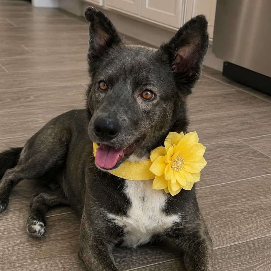 Scarlett, an adopted Mixed Breed in Hartford, CT image 4/5