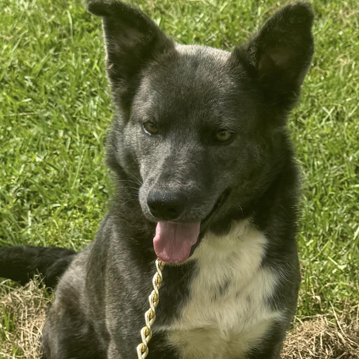 Scarlett, an adopted Mixed Breed in Hartford, CT image 3/5