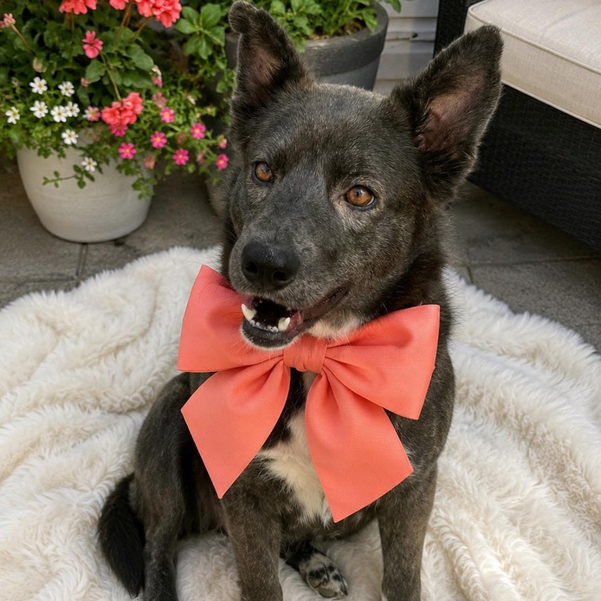 Scarlett, an adopted Mixed Breed in Hartford, CT image 2/5