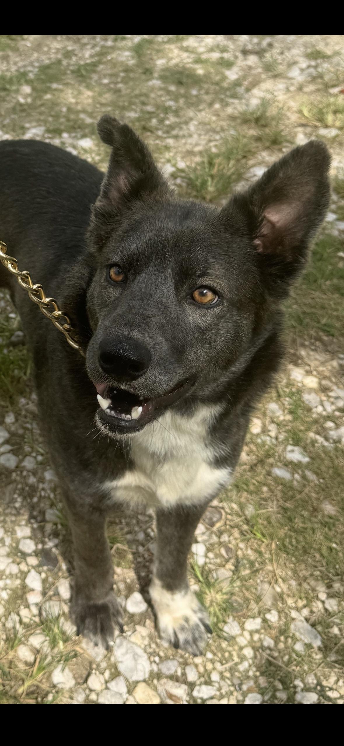 Scarlett, an adopted Mixed Breed in Hartford, CT image 5/5