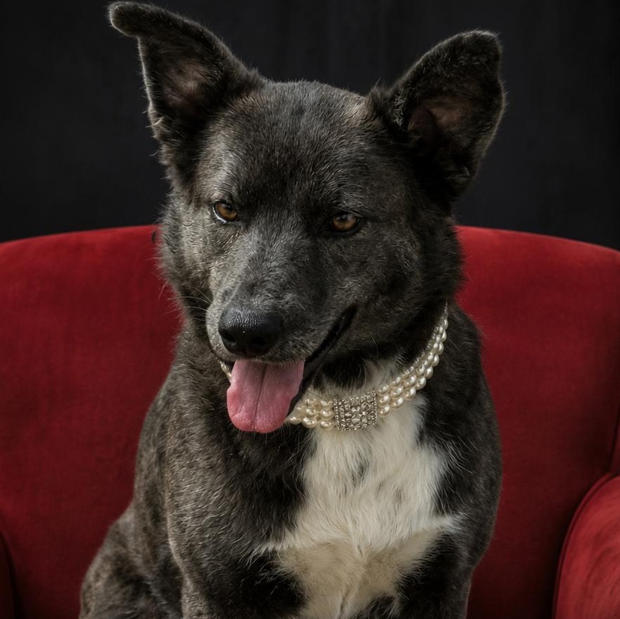 Scarlett, adopted, Adult Female Mixed Breed.