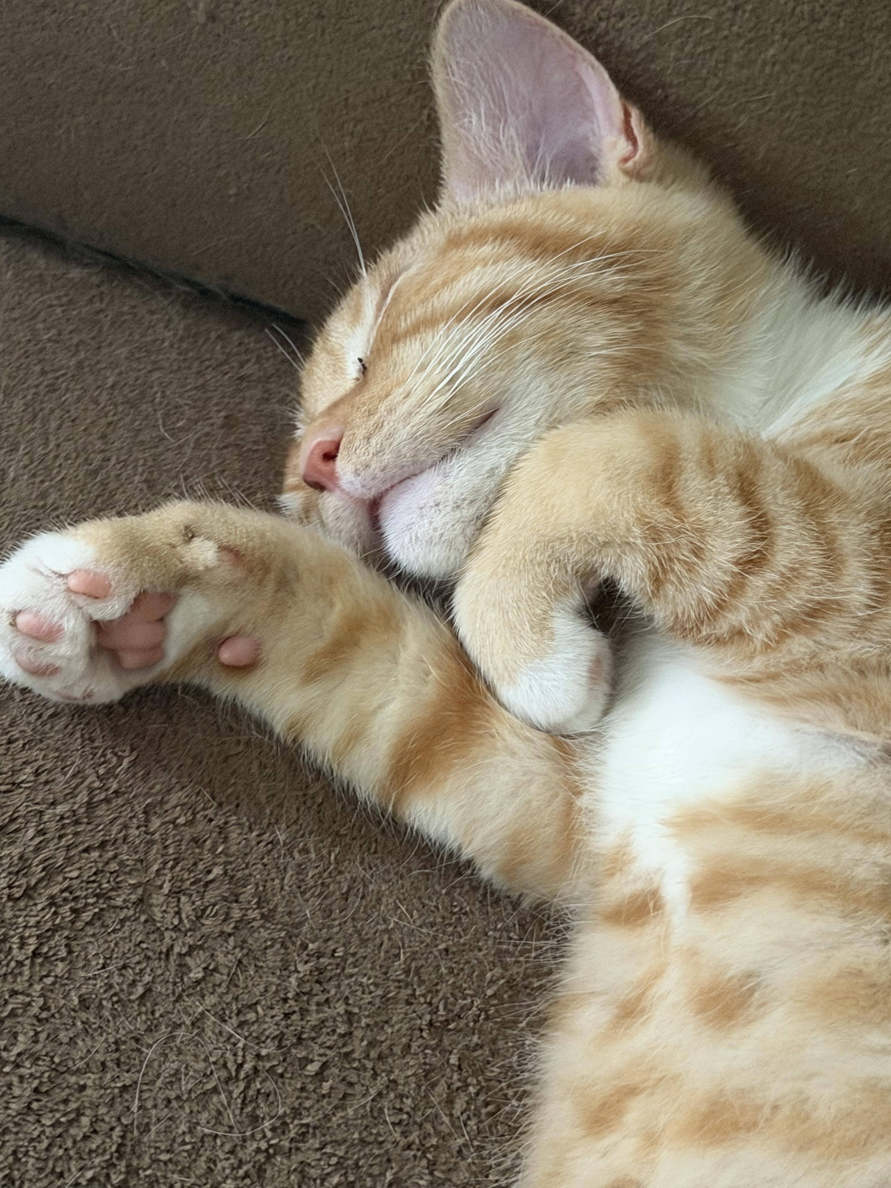 Enlarge Reese, a ADOPTABLE Tiger in Fulton, NY image 2/4
