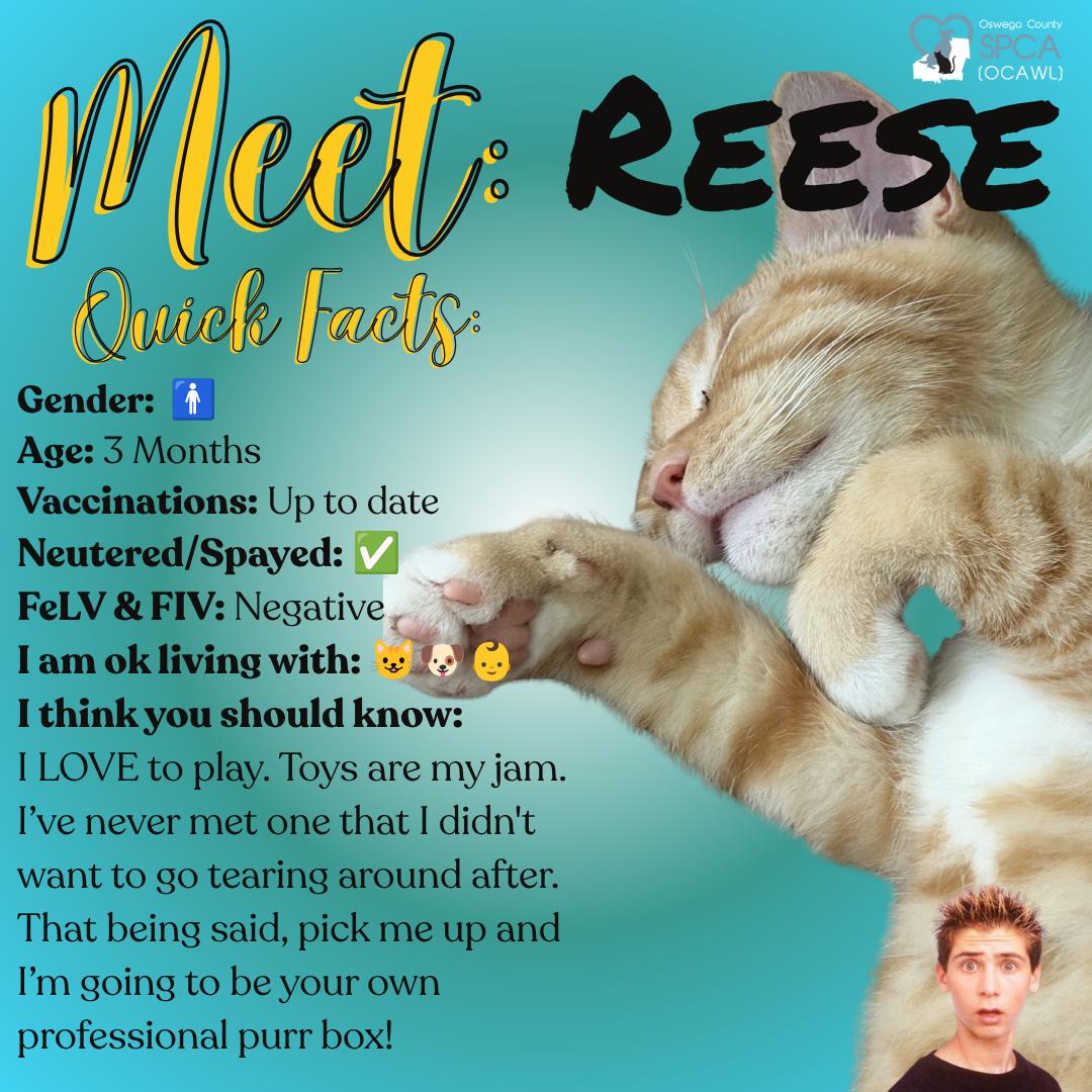 Reese, ADOPTABLE, Young Male Tiger.