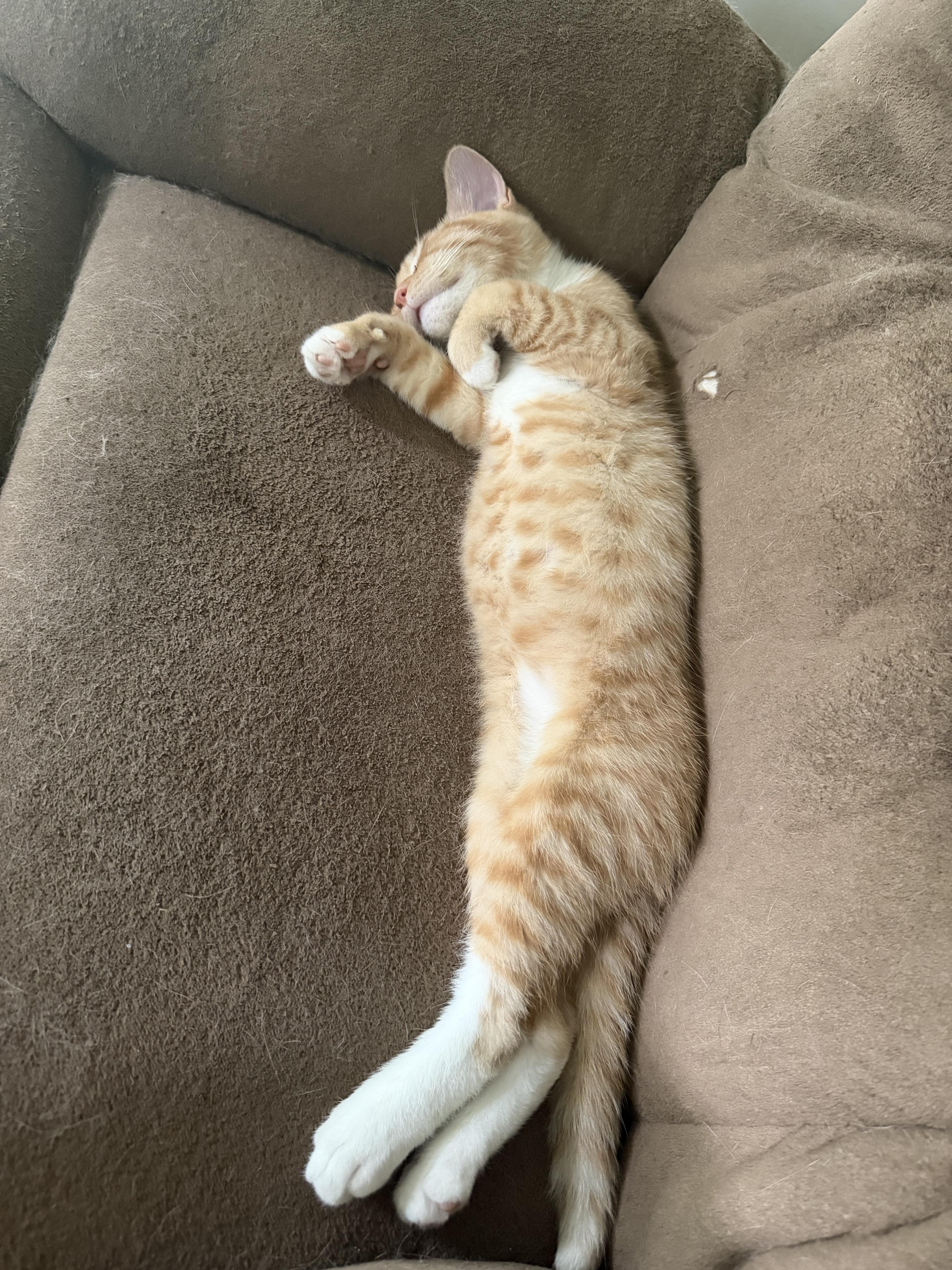 Enlarge Reese, a ADOPTABLE Tiger in Fulton, NY image 3/4