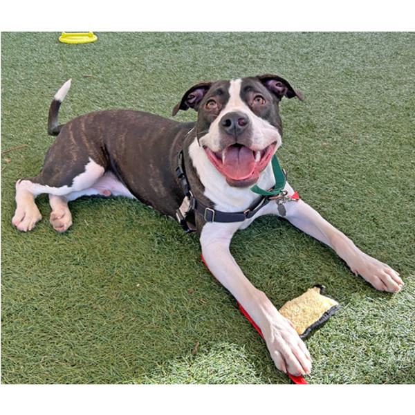 Enlarge Kai, a Adoptable mixed breed in Walnut Creek, CA image 1/2