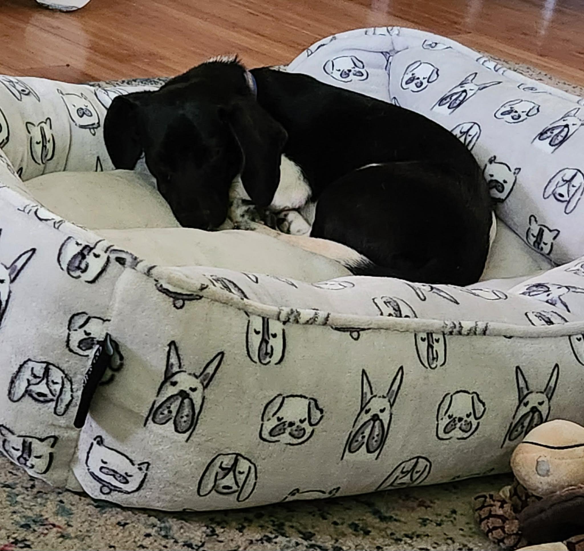 Smoky, a ADOPTABLE mixed breed in Maryville, TN image 5/6