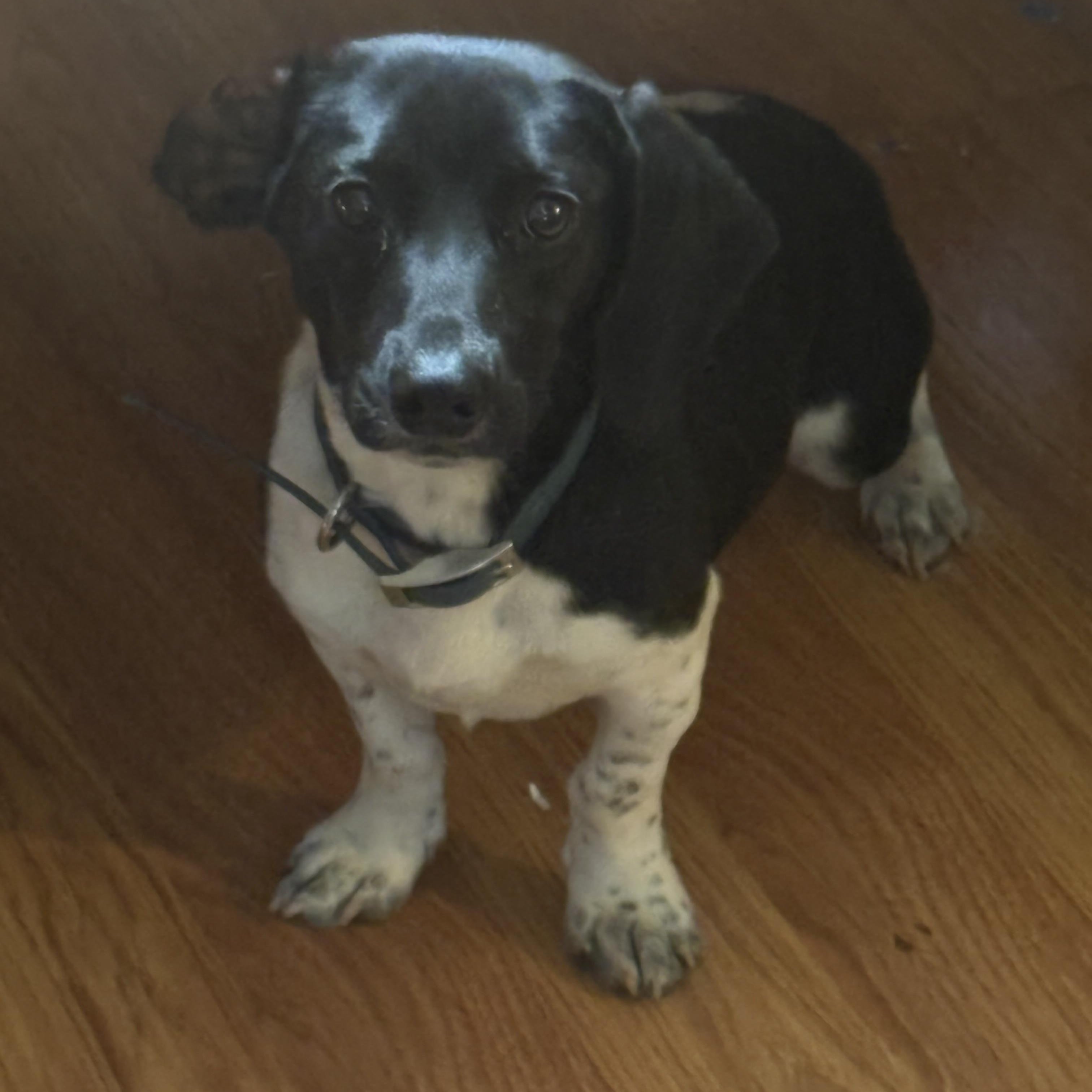 Smoky, a ADOPTABLE mixed breed in Maryville, TN image 6/6