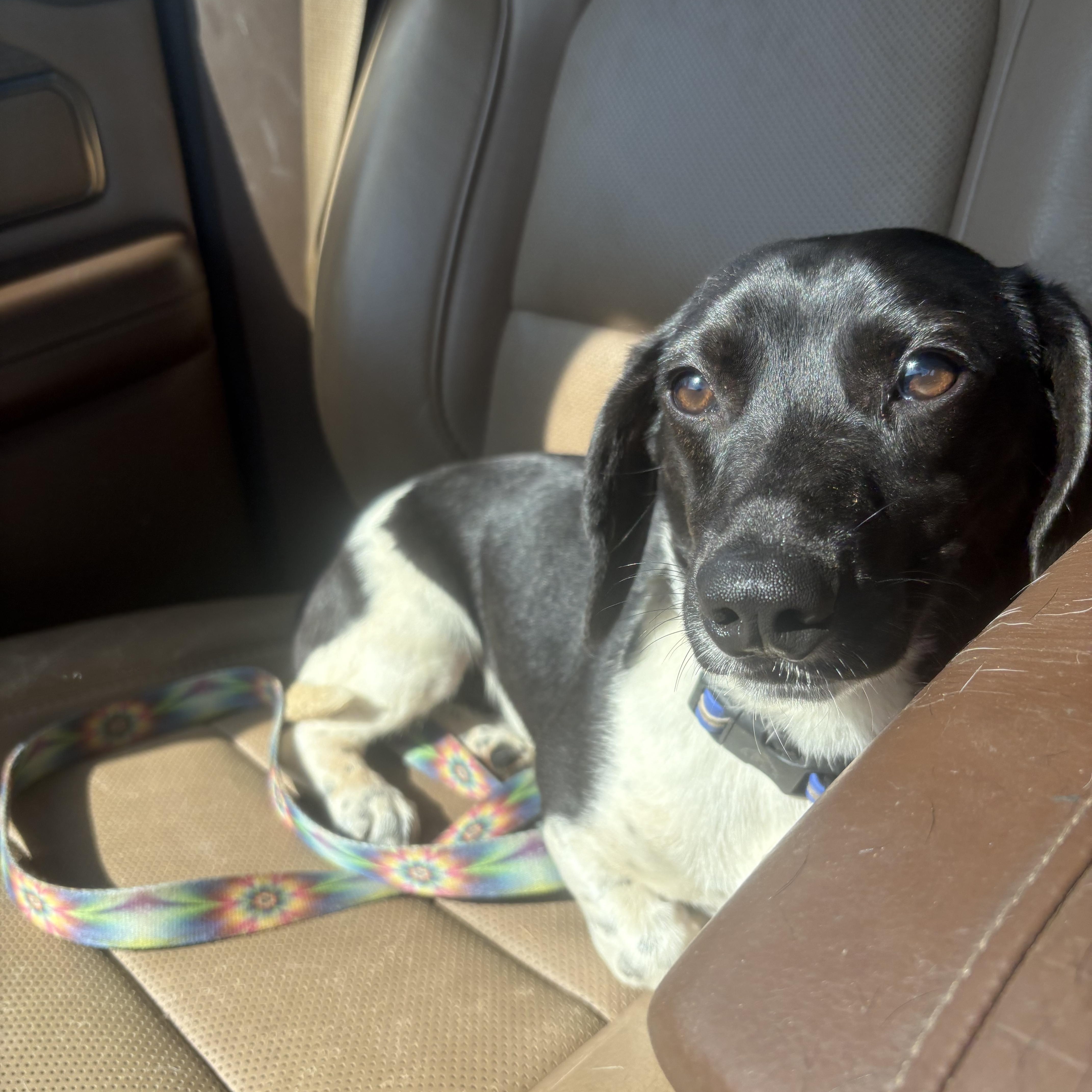 Smoky, a ADOPTABLE mixed breed in Maryville, TN image 4/6
