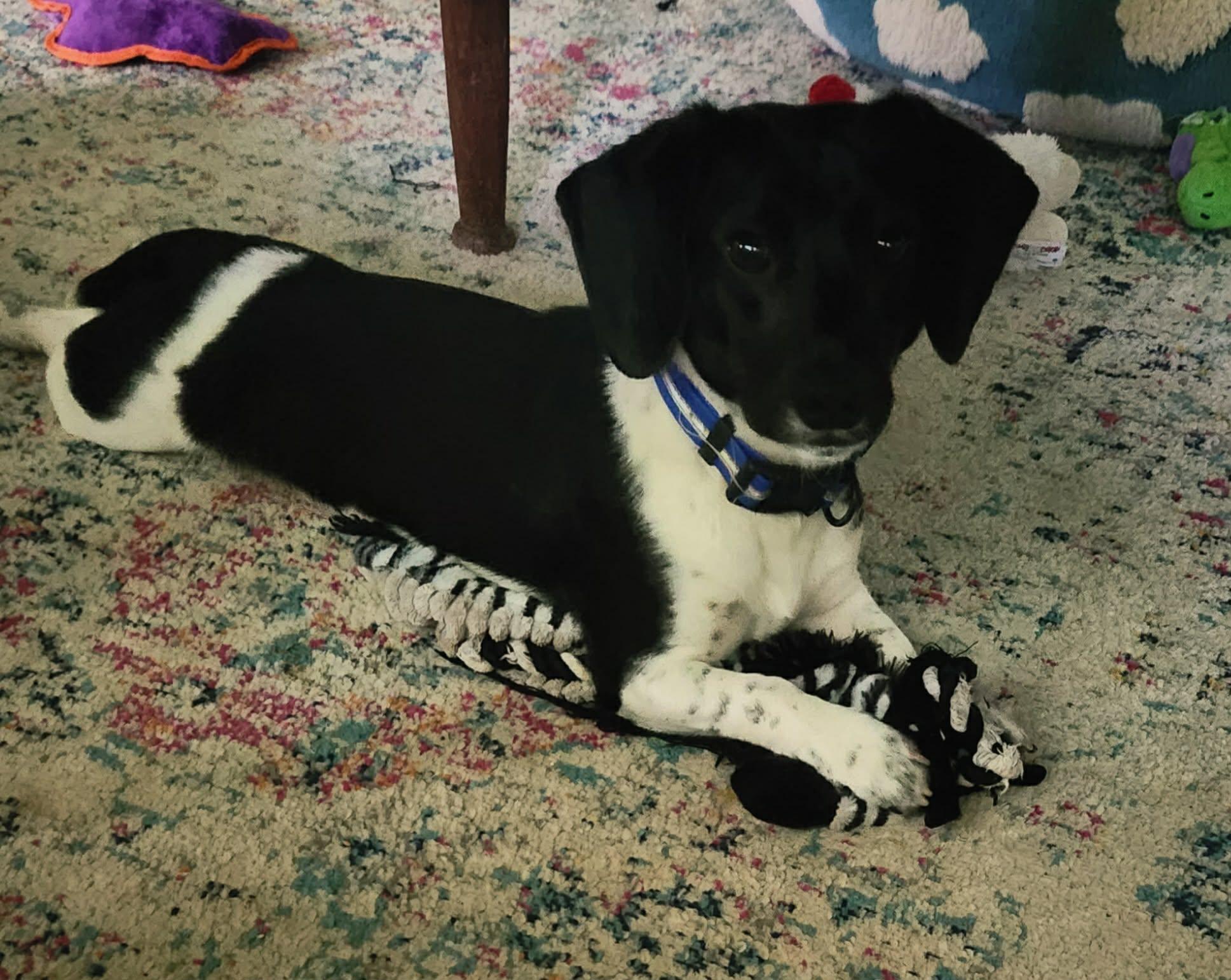 Smoky, a ADOPTABLE mixed breed in Maryville, TN image 2/6