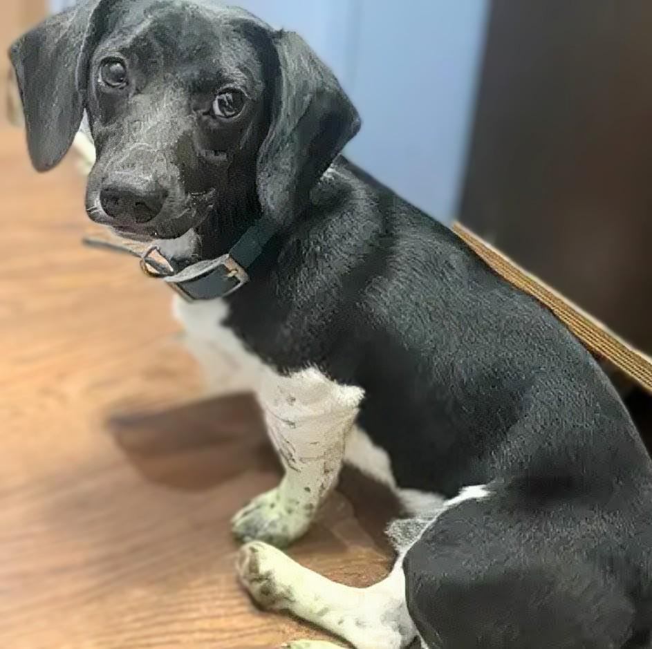 Smoky, a ADOPTABLE mixed breed in Maryville, TN image 1/6