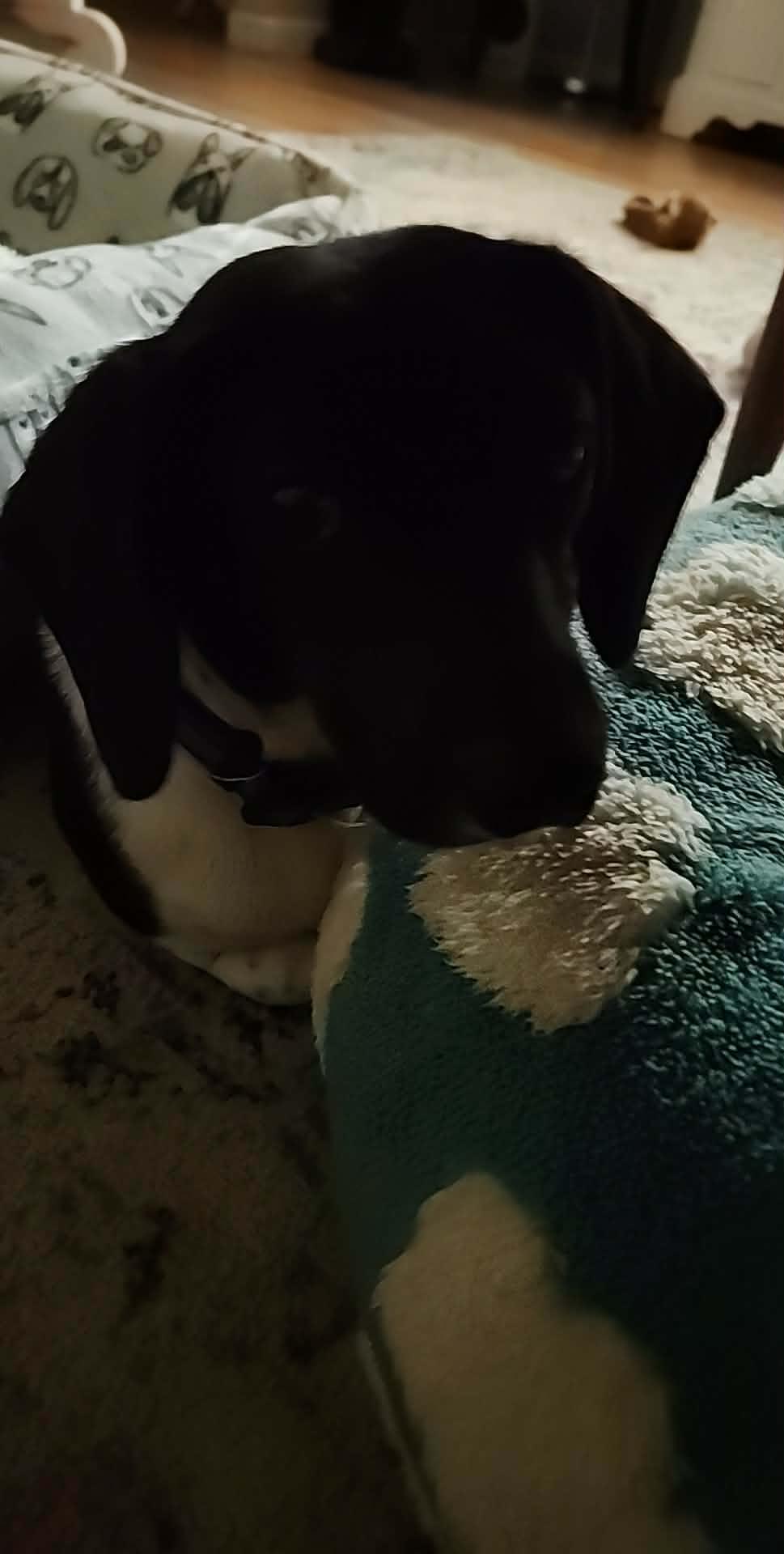 Smoky, a ADOPTABLE mixed breed in Maryville, TN image 3/6