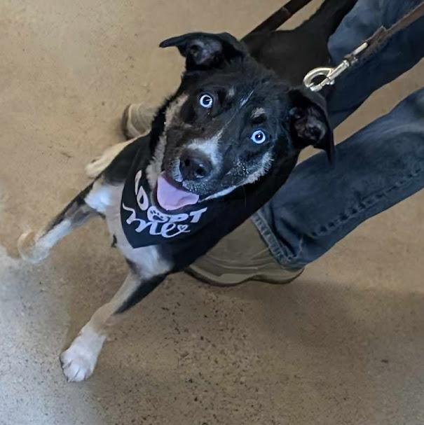 Dana, an adoptable Husky in Hawkestone, ON, L0L 1T0 | Photo Image 2
