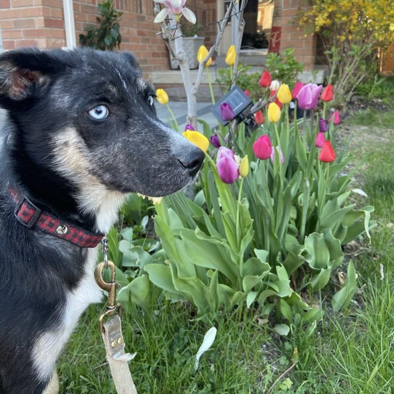 Dana, an adoptable Husky in Hawkestone, ON, L0L 1T0 | Photo Image 2