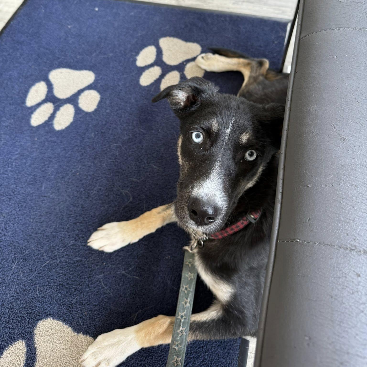 Dana, an adoptable Husky in Hawkestone, ON, L0L 1T0 | Photo Image 4