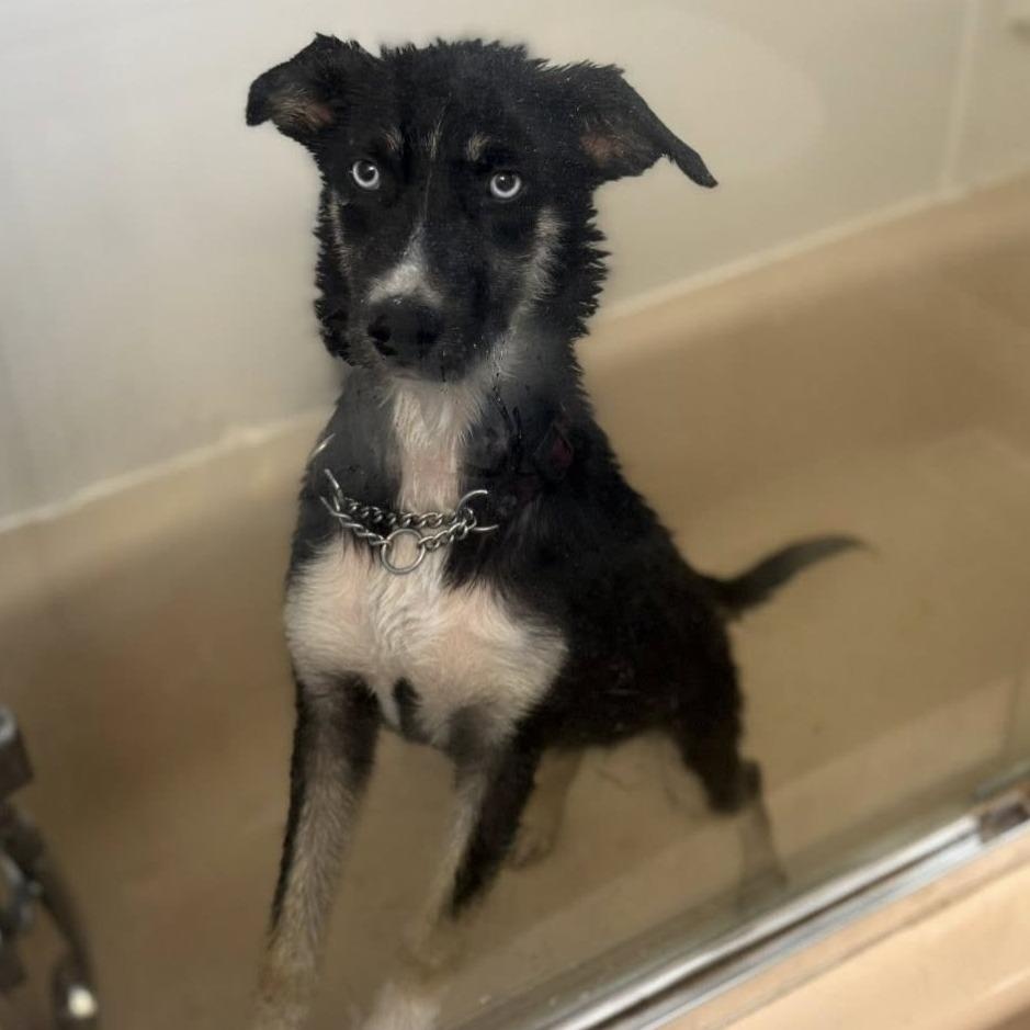 Dana, an adoptable Husky in Hawkestone, ON, L0L 1T0 | Photo Image 5