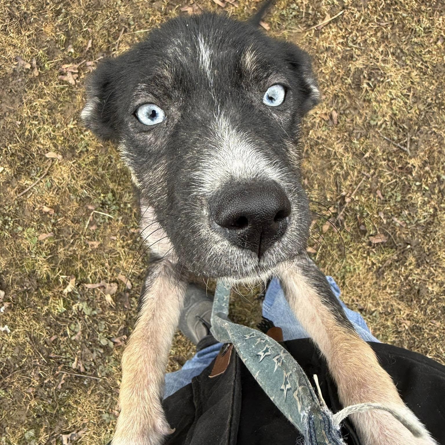 Dana, an adoptable Husky in Hawkestone, ON, L0L 1T0 | Photo Image 3