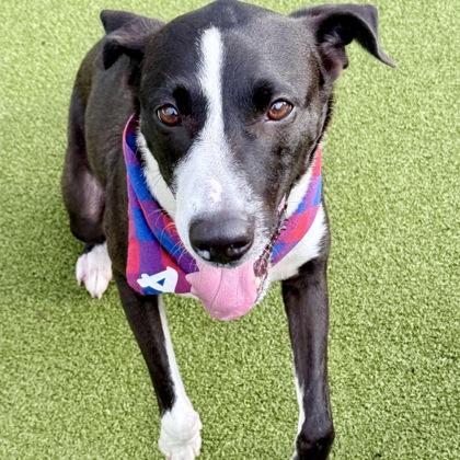 Lucy, Adoptable, Adult Female Mixed Breed & Mixed Breed.