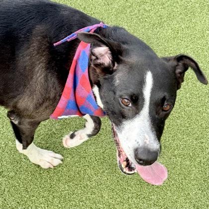 Lucy, a Adoptable mixed breed in Largo, FL image 2/3