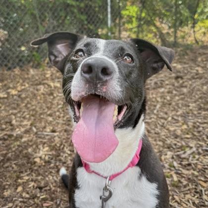 Lucy, a Adoptable mixed breed in Largo, FL image 3/3