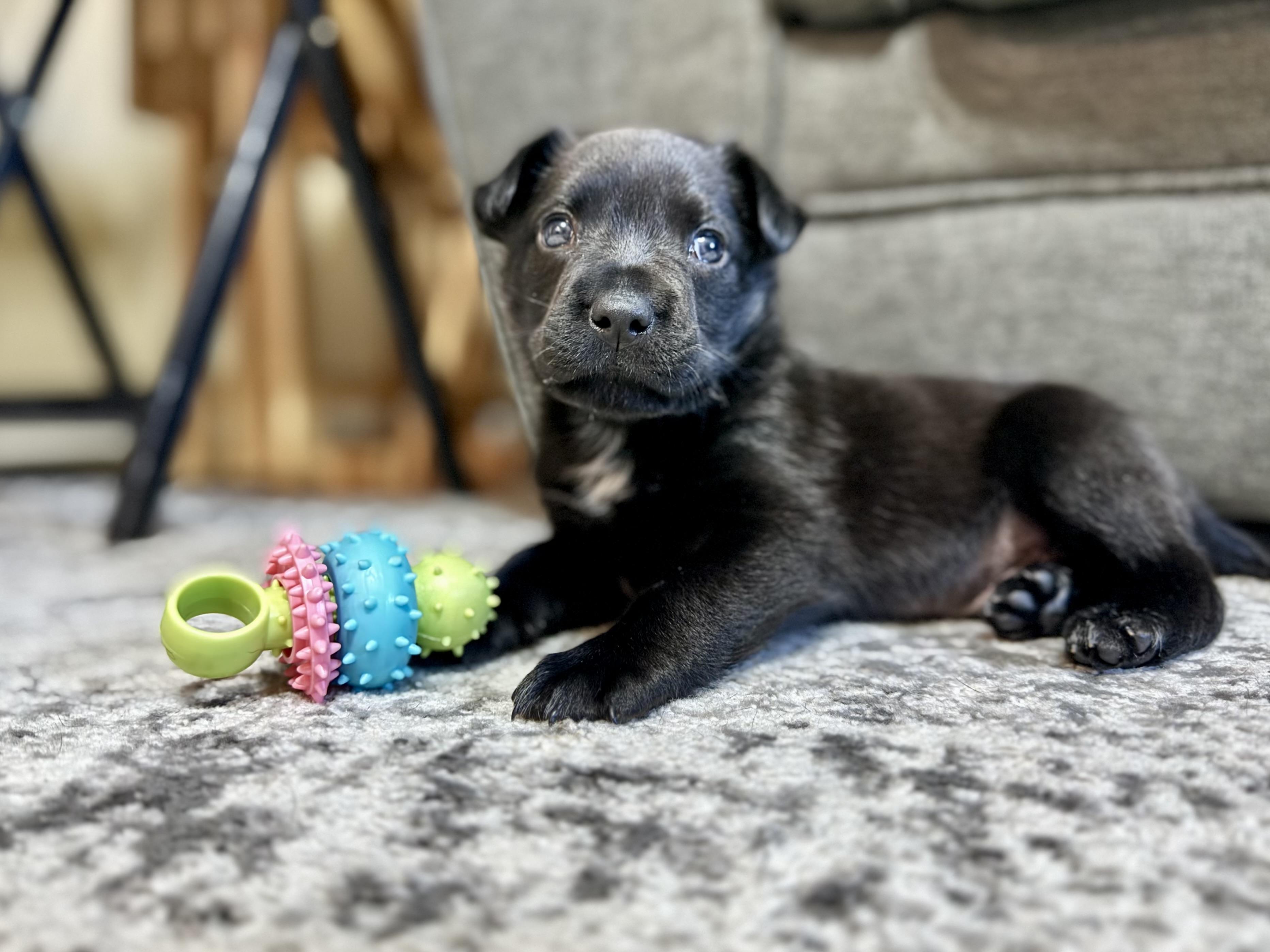 Stennis, adopted, Puppy Male Shepherd.