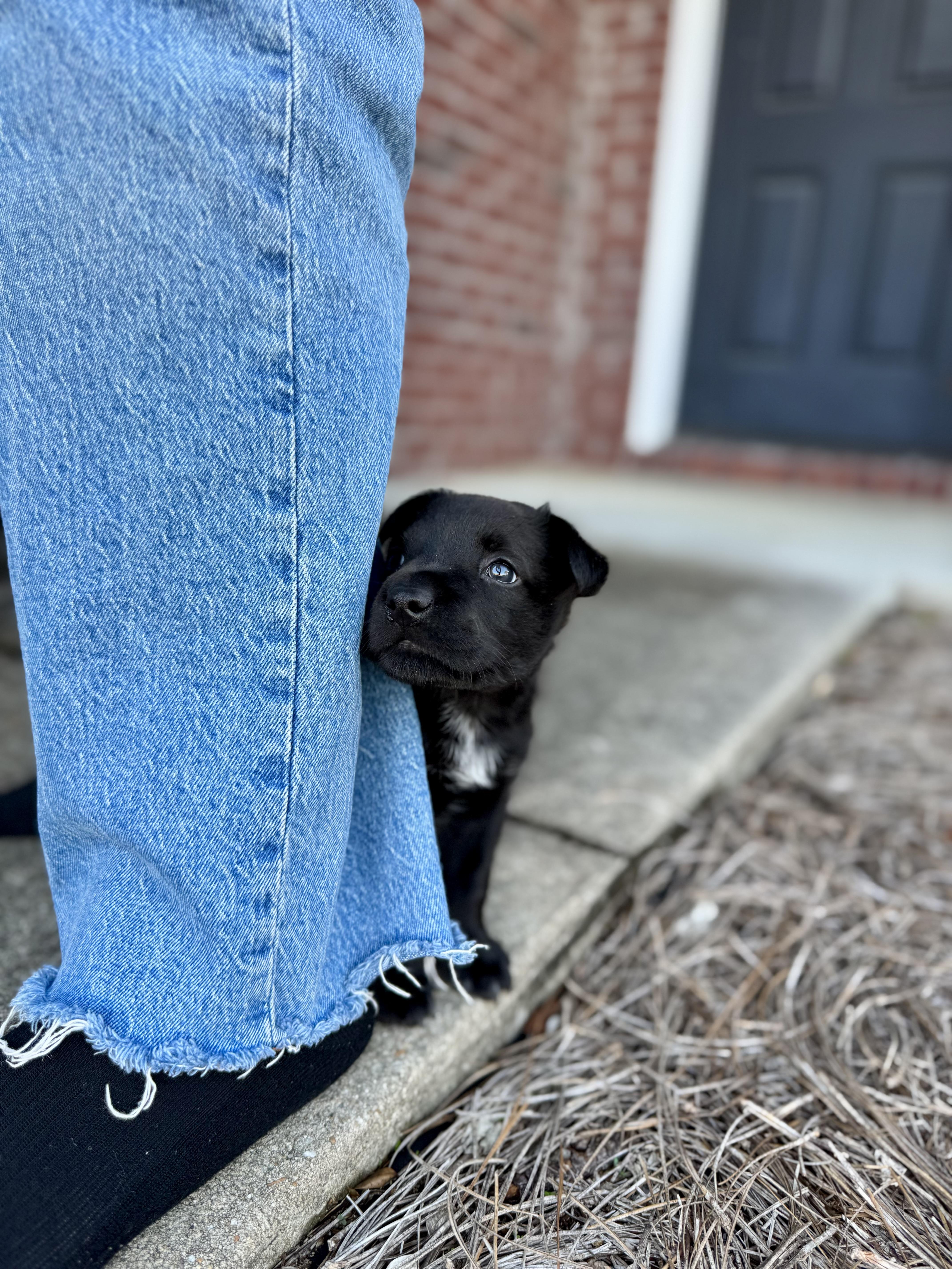 Enlarge Stennis, an adopted mixed breed in Mount Meigs, AL image 2/6