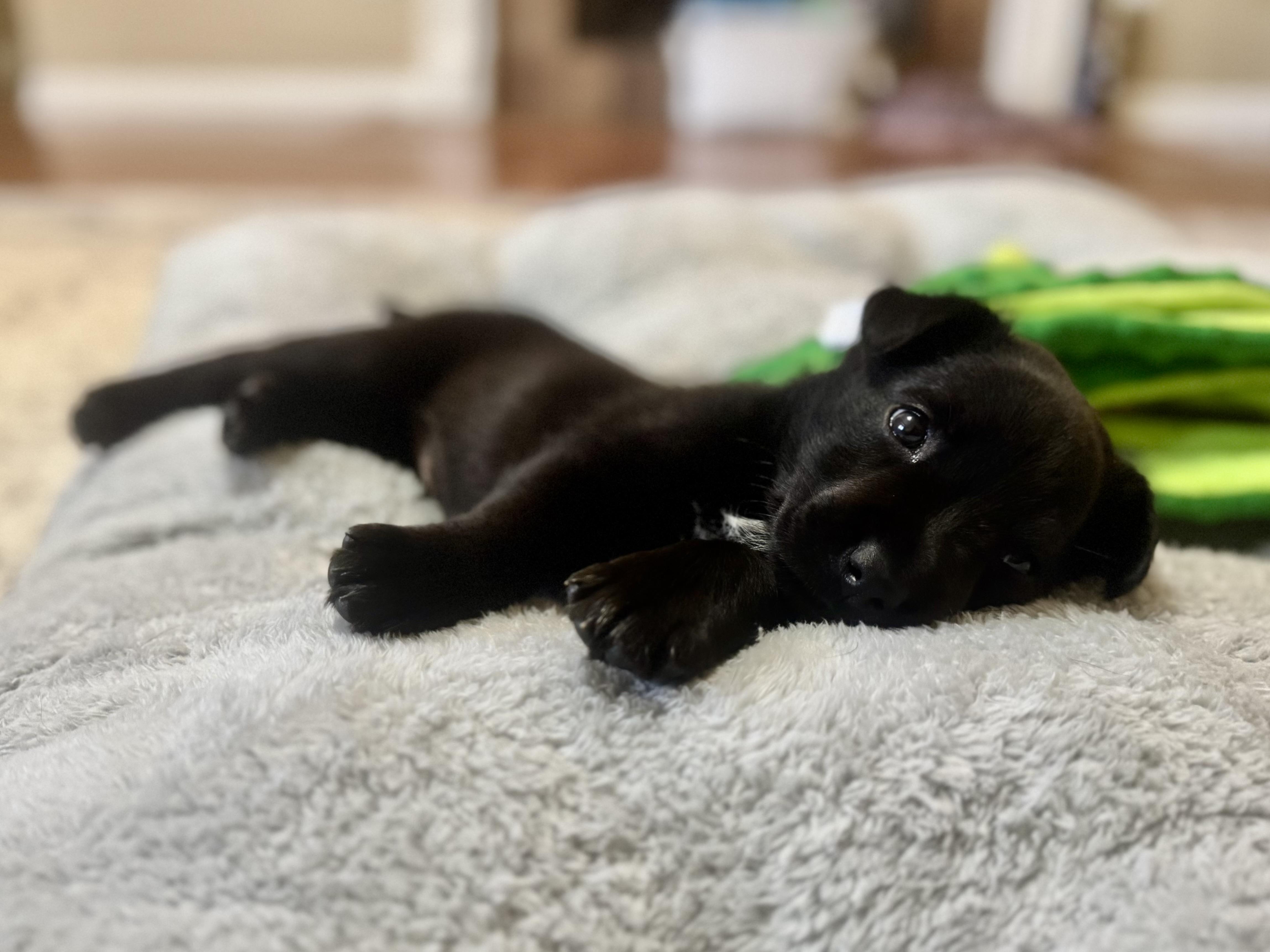 Enlarge Stennis, an adopted mixed breed in Mount Meigs, AL image 3/6