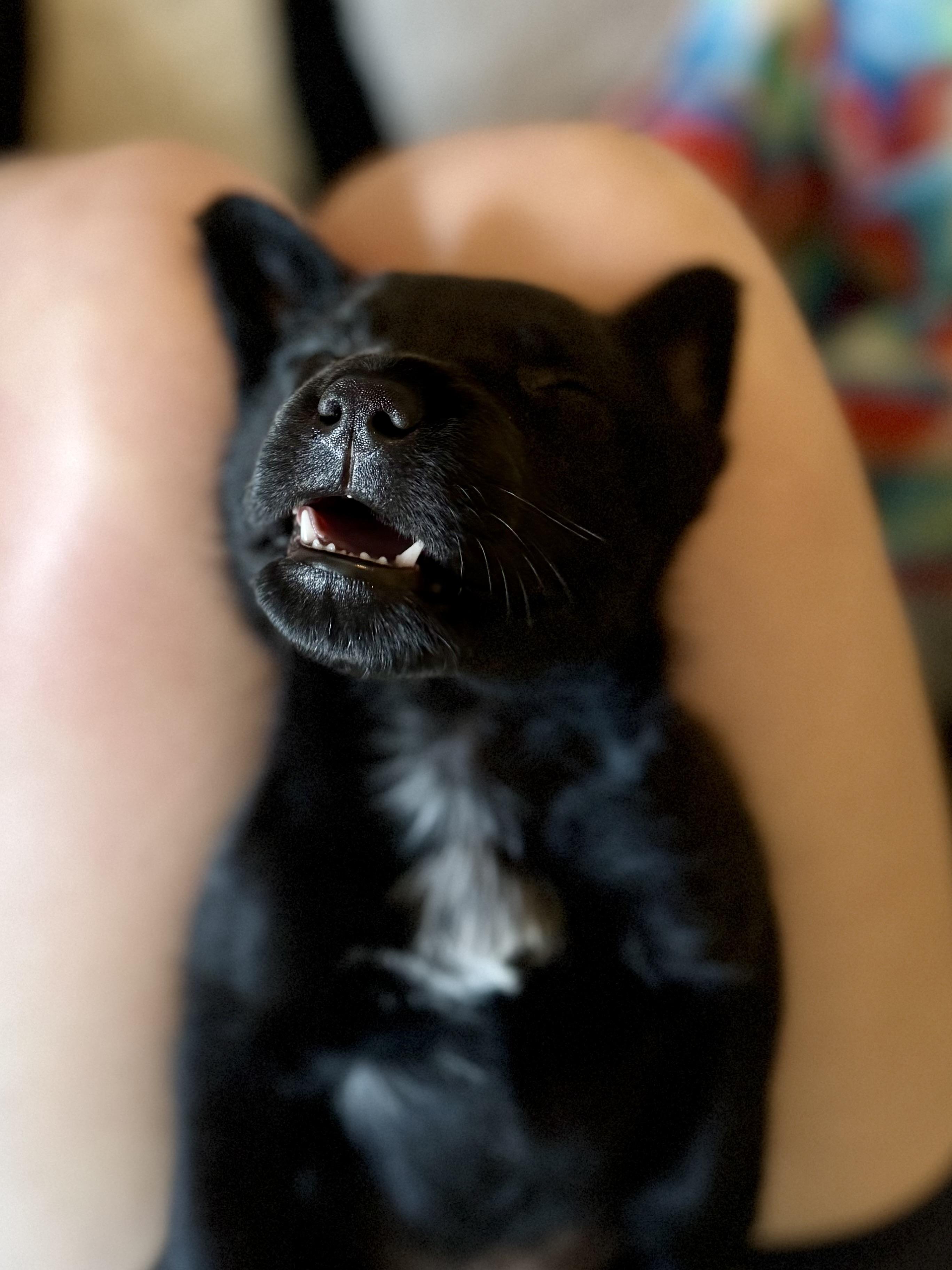 Enlarge Stennis, an adopted mixed breed in Mount Meigs, AL image 4/6